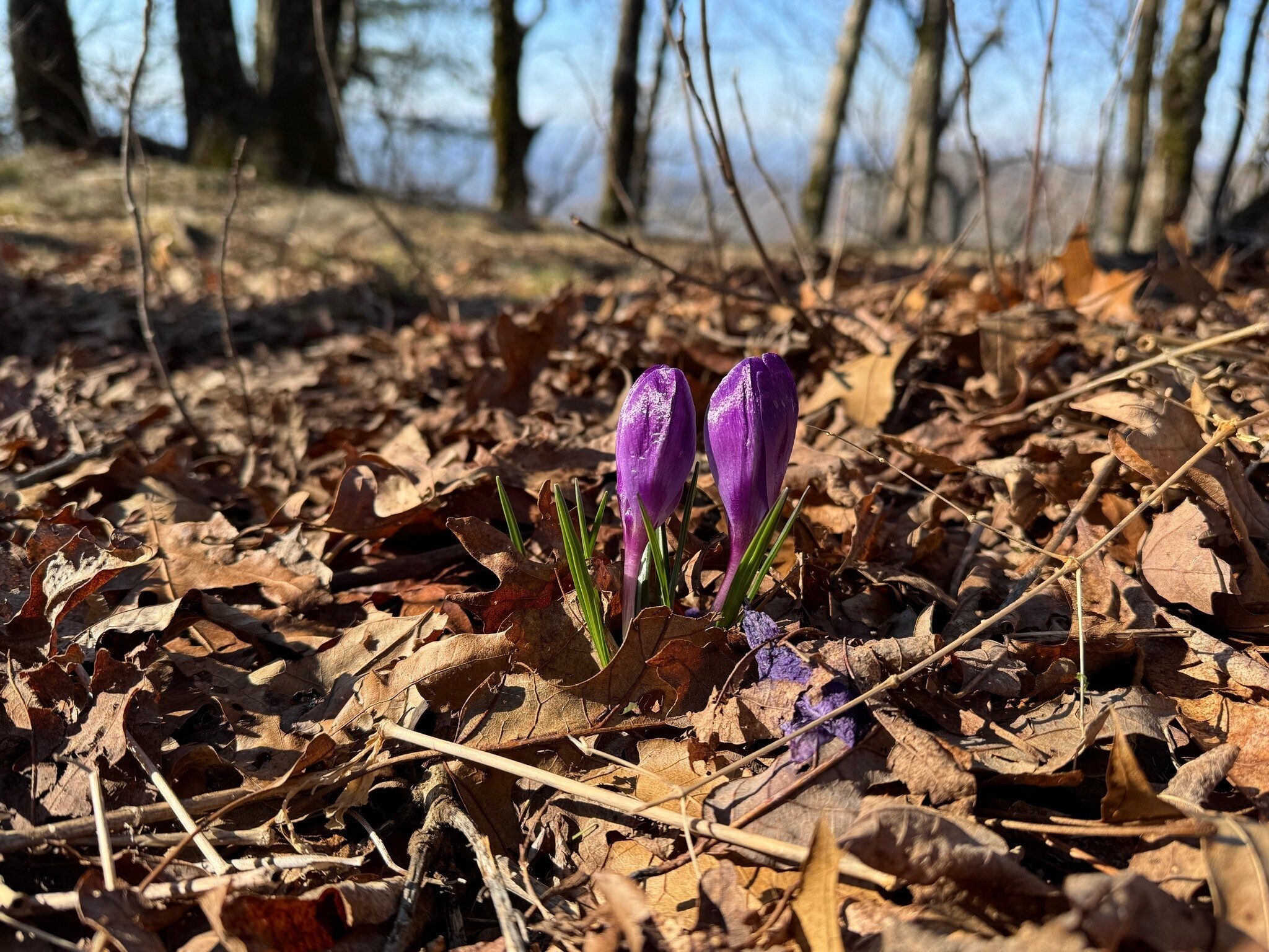 How did this Crocus get up on the AT as we start down Wildcat Mtn?  Photo by Gregg Nuessly