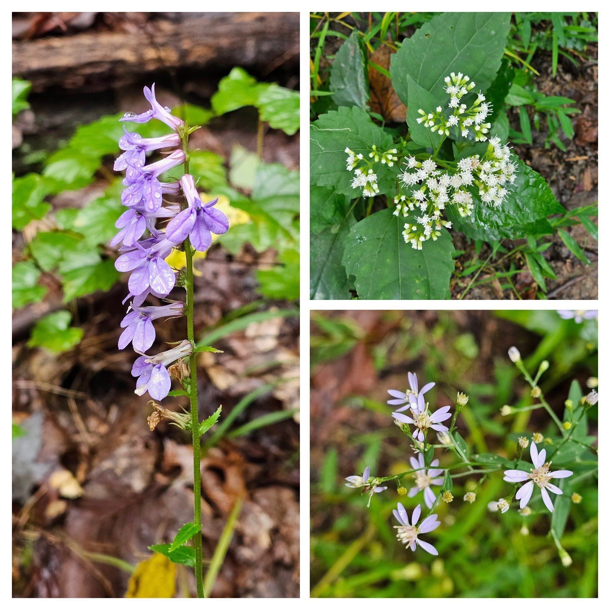 Just a few wildflowers today like this Lobelia (L), White snakeroot (UR) & Blue wood aster (LR)