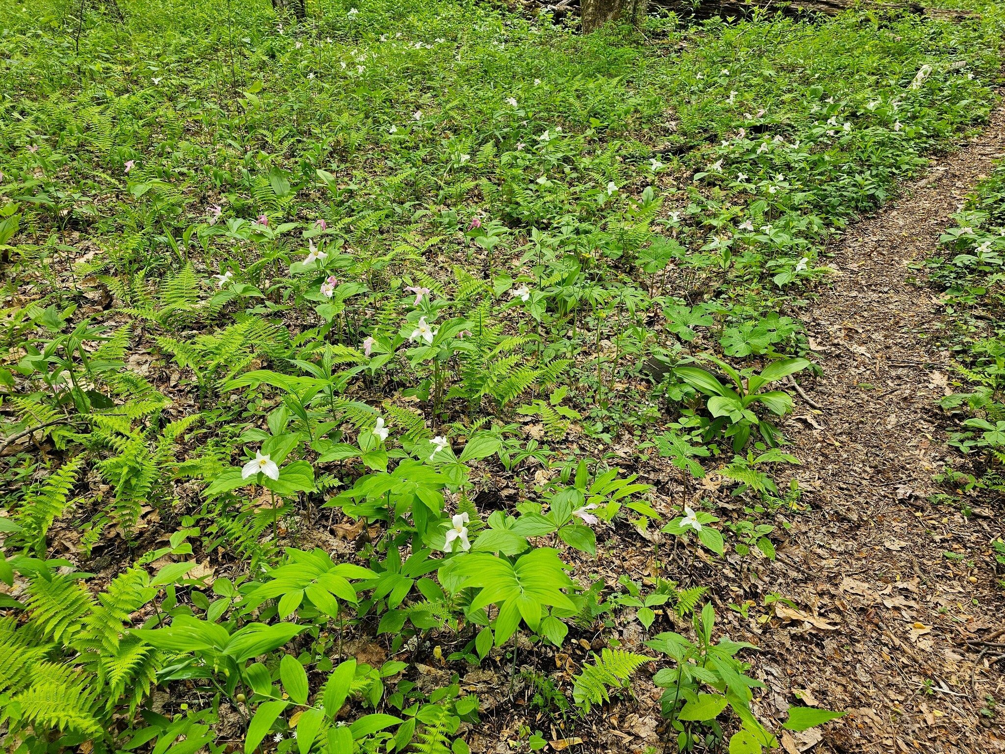 An expanse of white blooming Trillium and ferns as we finish the connector between the two trails.