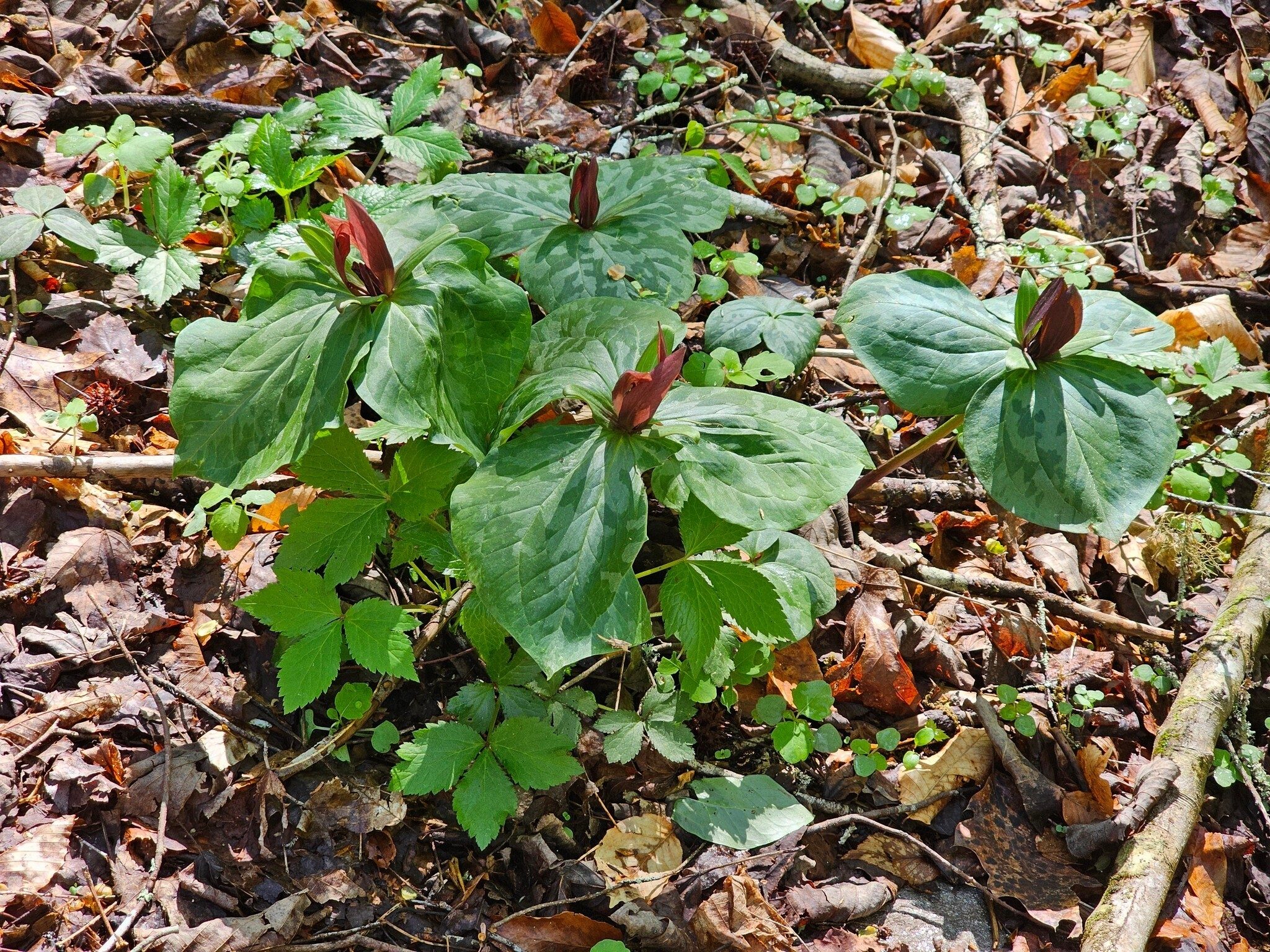 Lots of Large Toadshade Trillium on the side trail to the falls.  This particular cluster was growing on a wide boulder downstream from the falls.