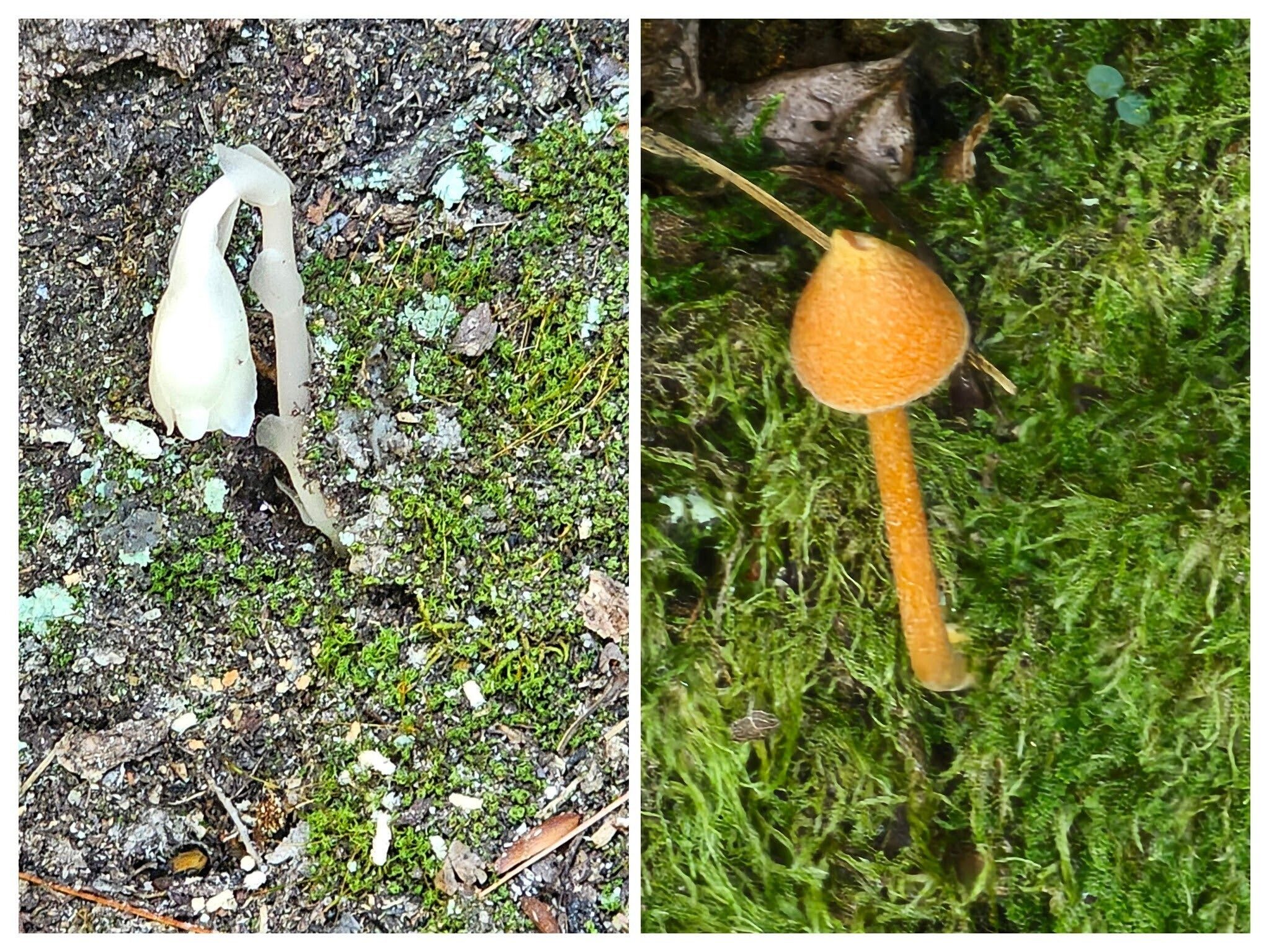 At the base of a tree near the falls, Kim spotted these two specimens.  Indian Pipes, a flowing plant, and a mushroom popping through the moss.