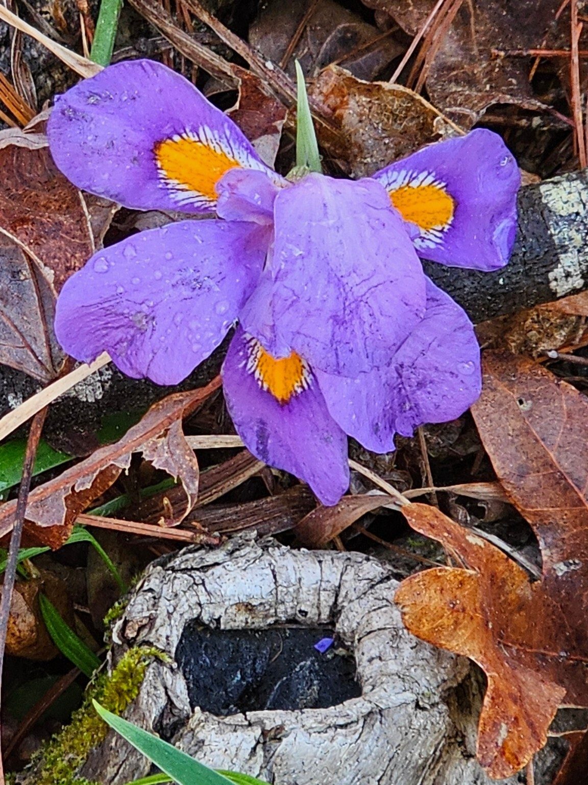 Lots of Dwarf iris, but the overnight rains were not kind to them.
