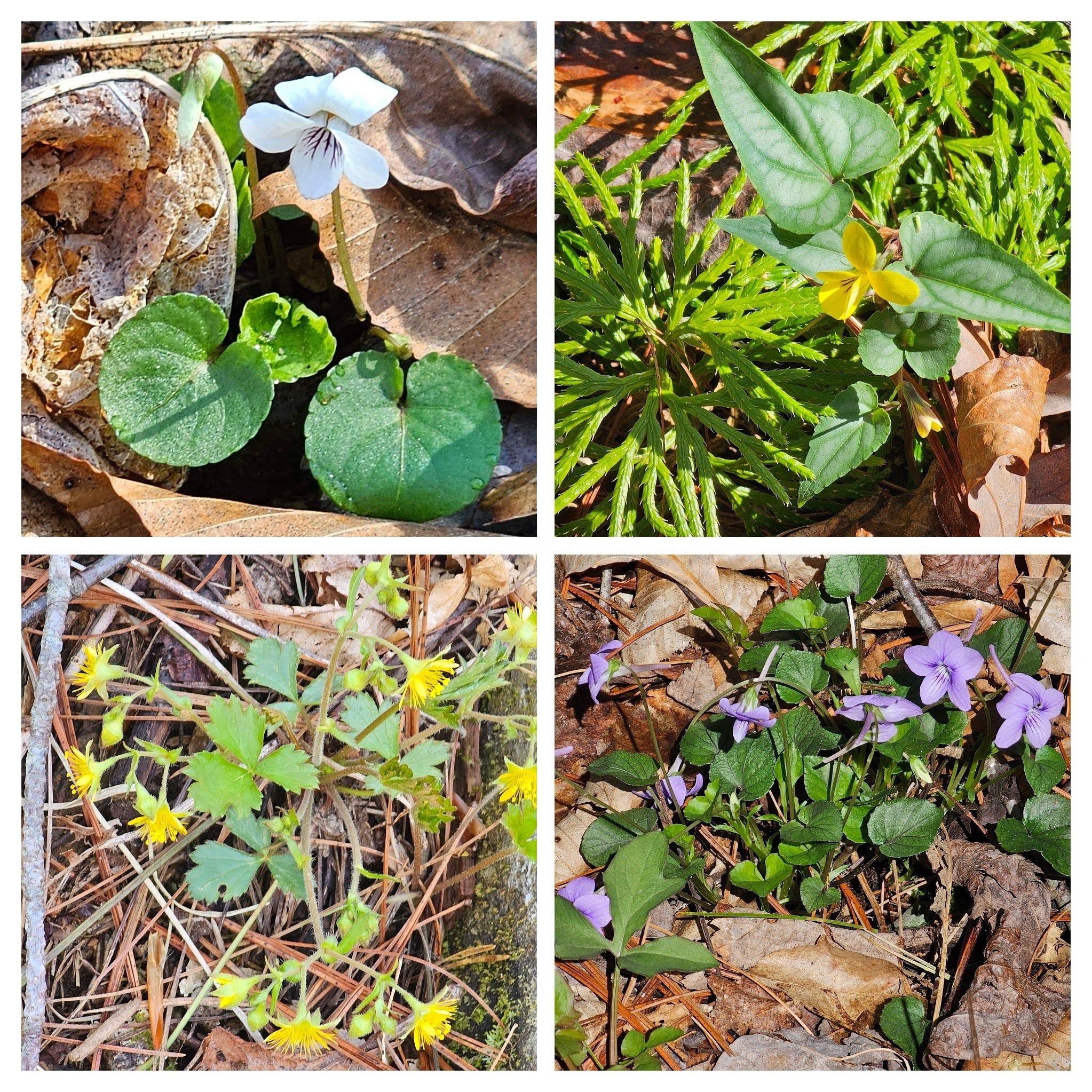 UL-Woodland white violet; UR-Halberd-leaved violet; LR-Common blue violet; LL-Appalachian barren strawberry