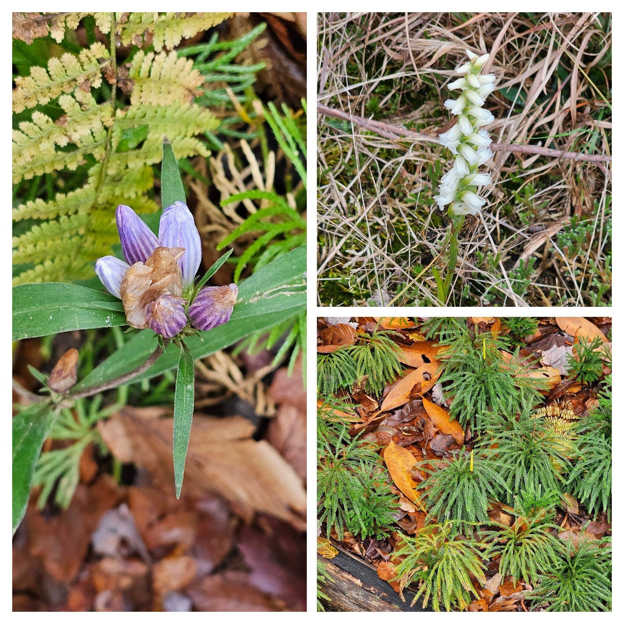 Interesting plants today: L-Gentian; UR-Nodding ladies' tresses; LR-Ground-pine
