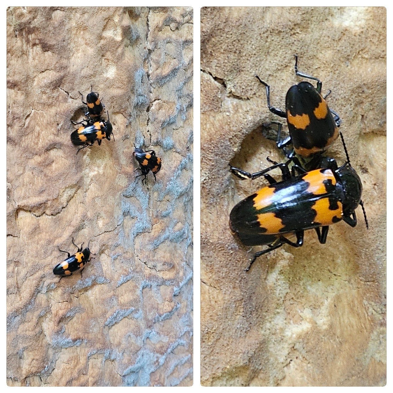 Red-banded pleasing fungus beetle munching on the trunk of a rotting tree.