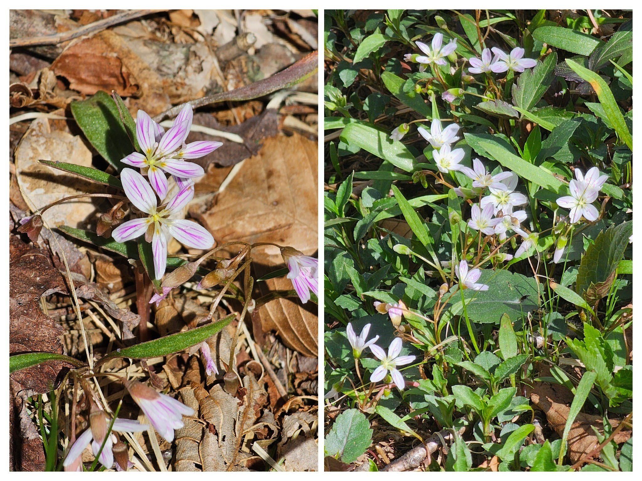 These Virginia springbeauties dominated the trailside along the midsection of the hike.