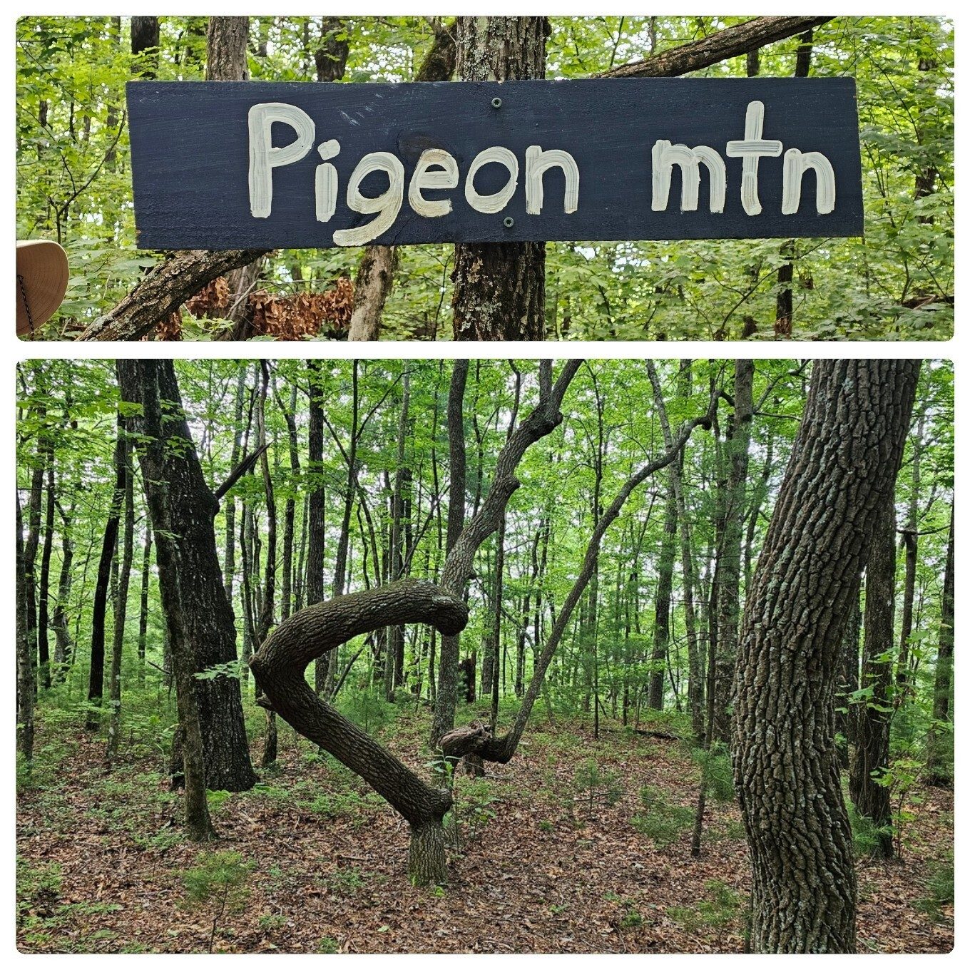 A nice ridgeline trail with this interesting tree.  No surrounding terrain views from the peak.