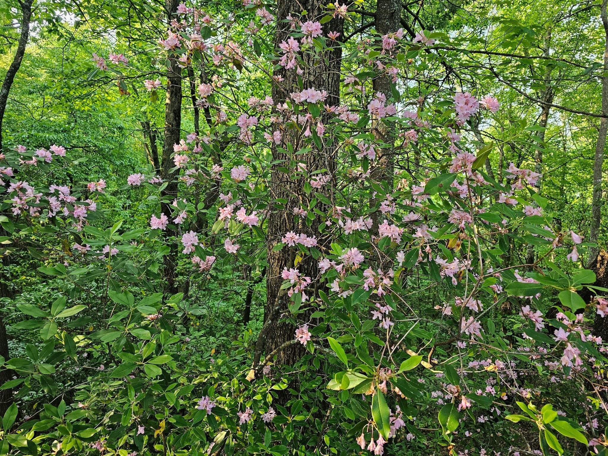Piedmont rhododendron, a pleasant sight seen frequently along our hike.
