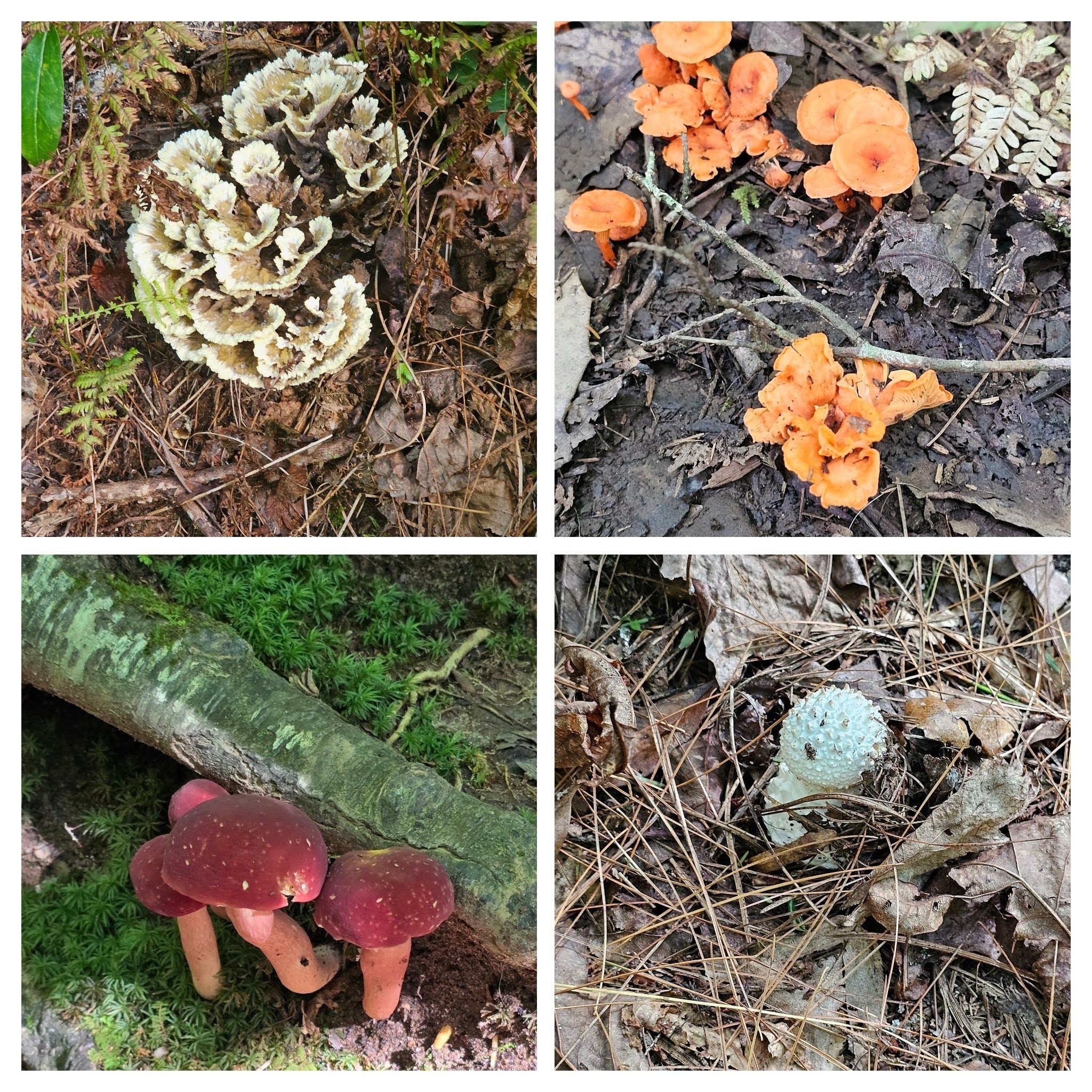 A sampling of the eye-catching fungi today.  Red mushrooms photo by Jane Voss.
