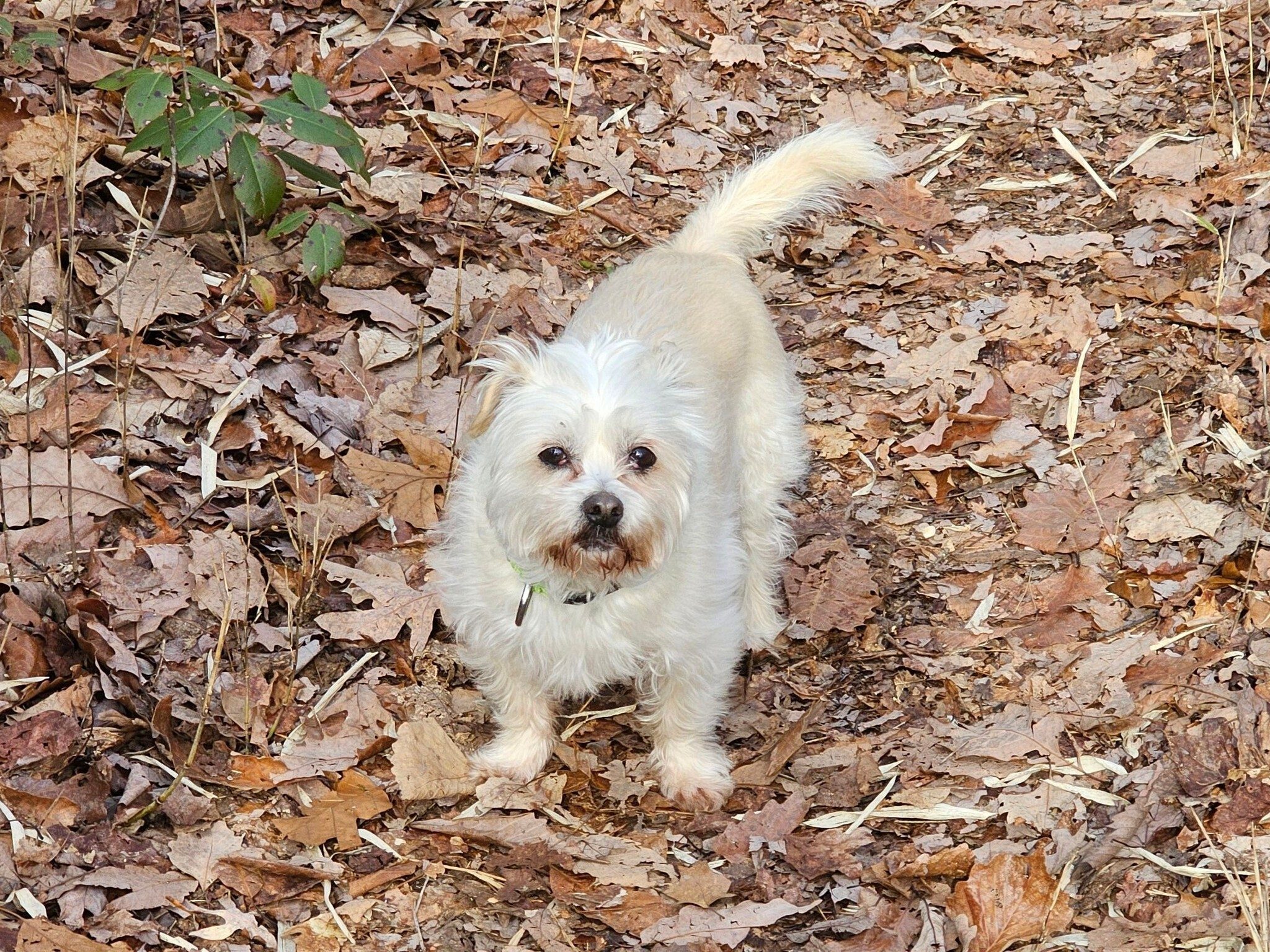 Trail pup, Cutie Pie, "Hiker of the Day."