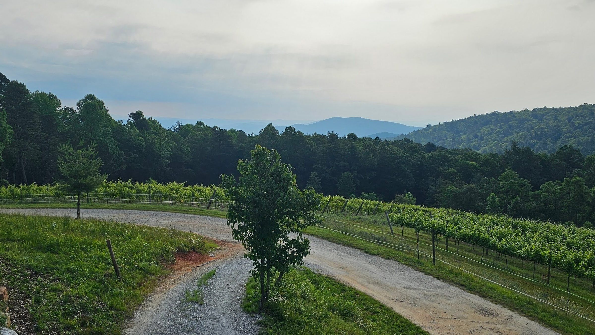 A pleasant view from the tasting room before getting started.  It was a bit hazy today with some high Canadian smoke.