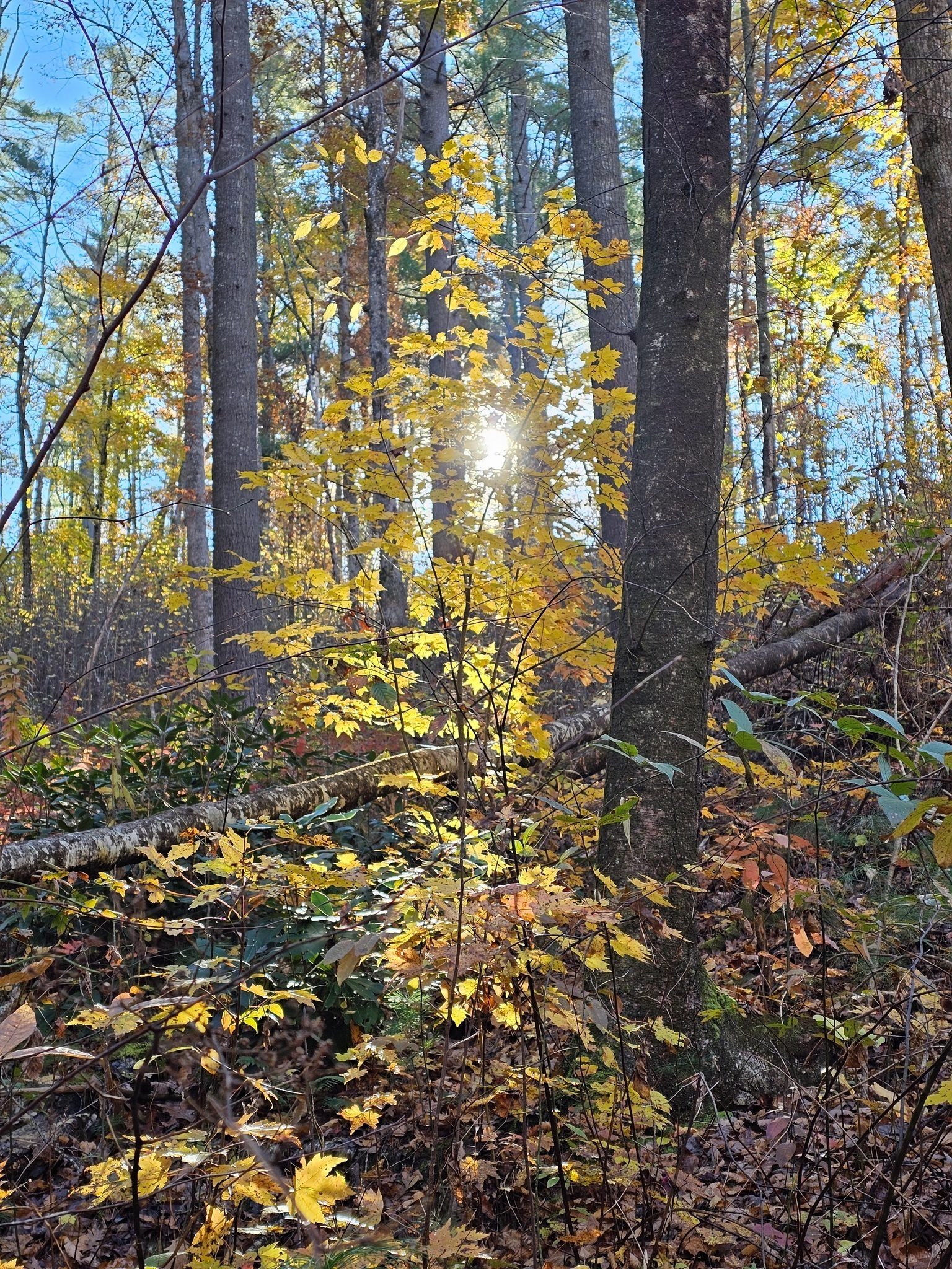 A Maple tree showing off its yellow color in the morning sunlight.