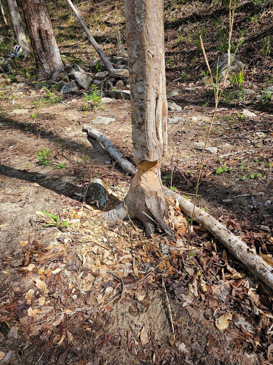 A beaver has taken his lunch break too!