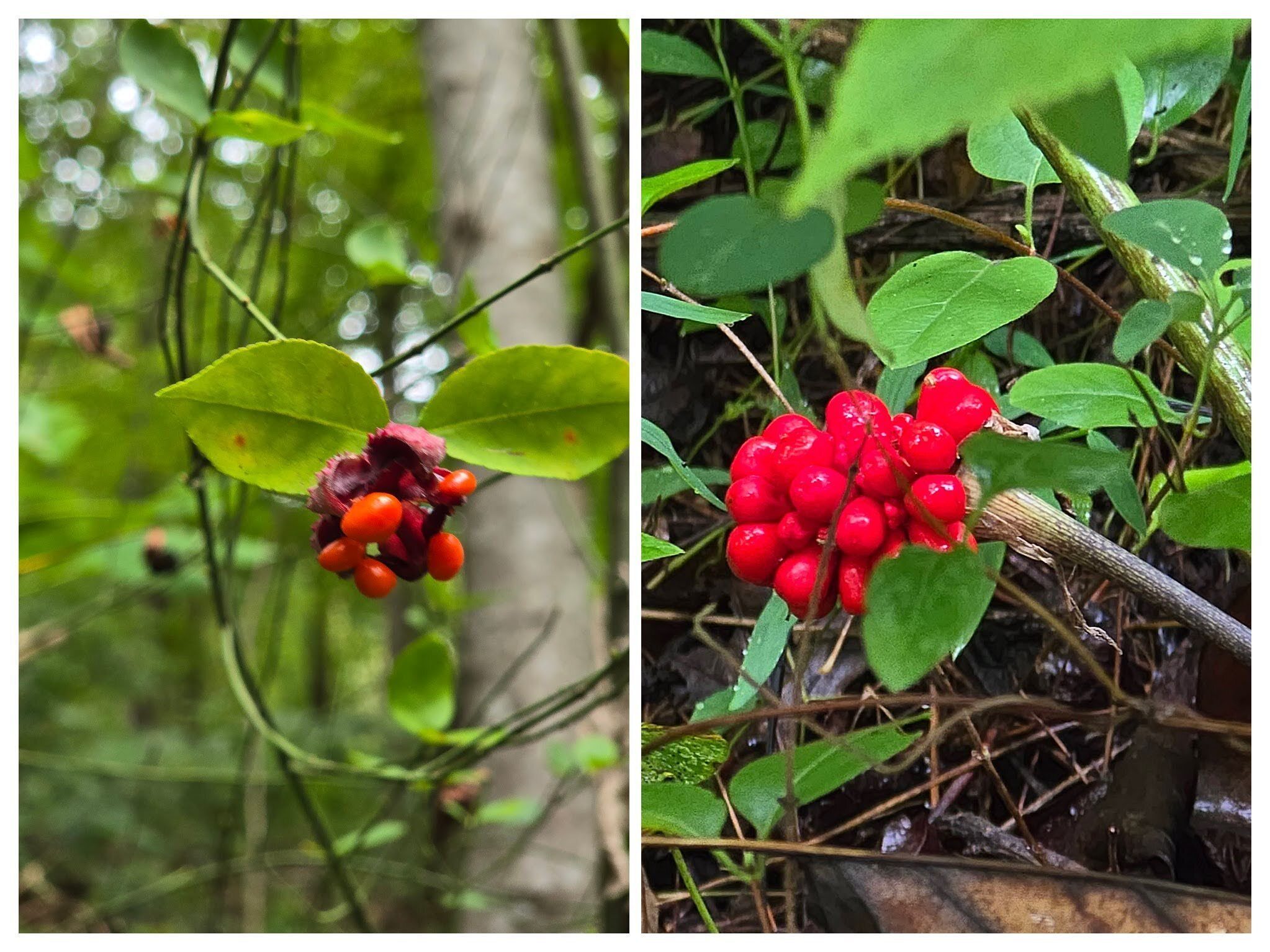 Fruit of Heart’s a burstin (L) & Jack-in-the-pulpit (R).  Photo by Jane Voss.