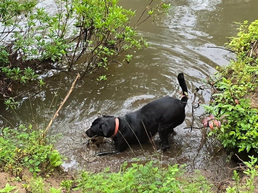 Toby H. takes an early splash in the creek.