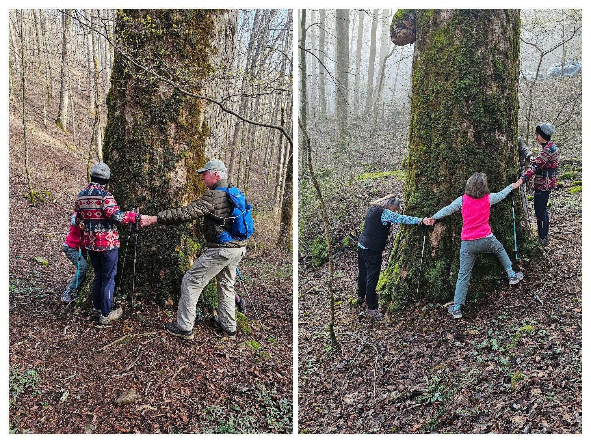 Not ring-around the Yellow Buckeye, but it did take 5 hikers to reach around this famous, ~100+-year old tree.