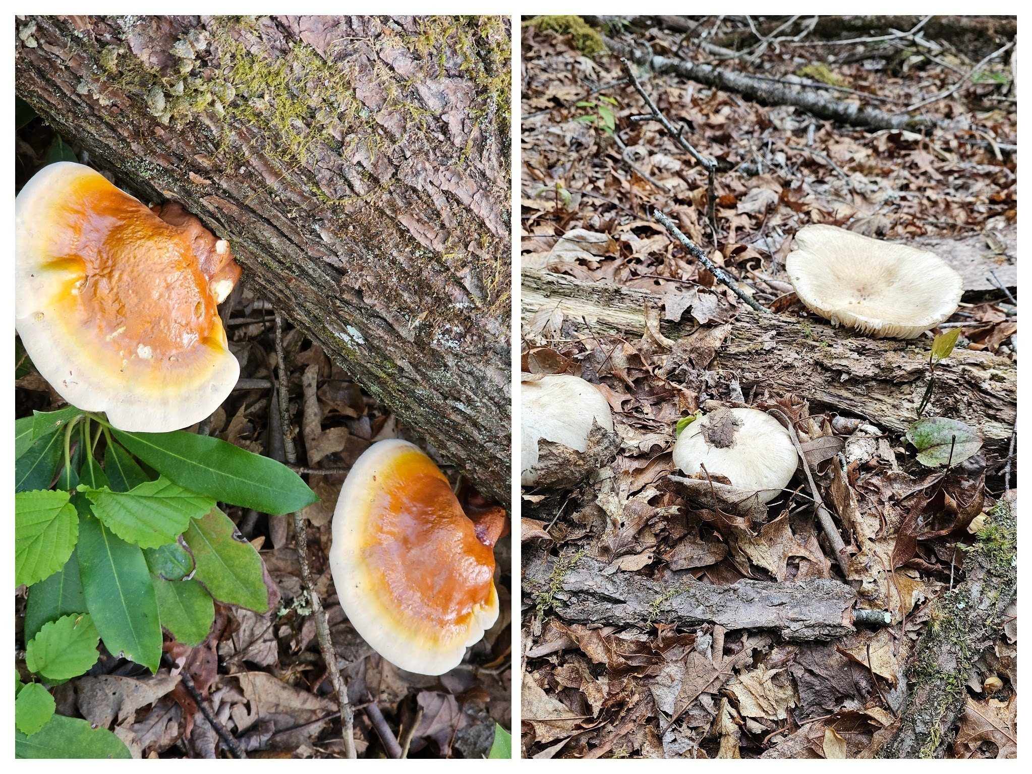 Just about the only fungi seen today, all along the Nantahala River.