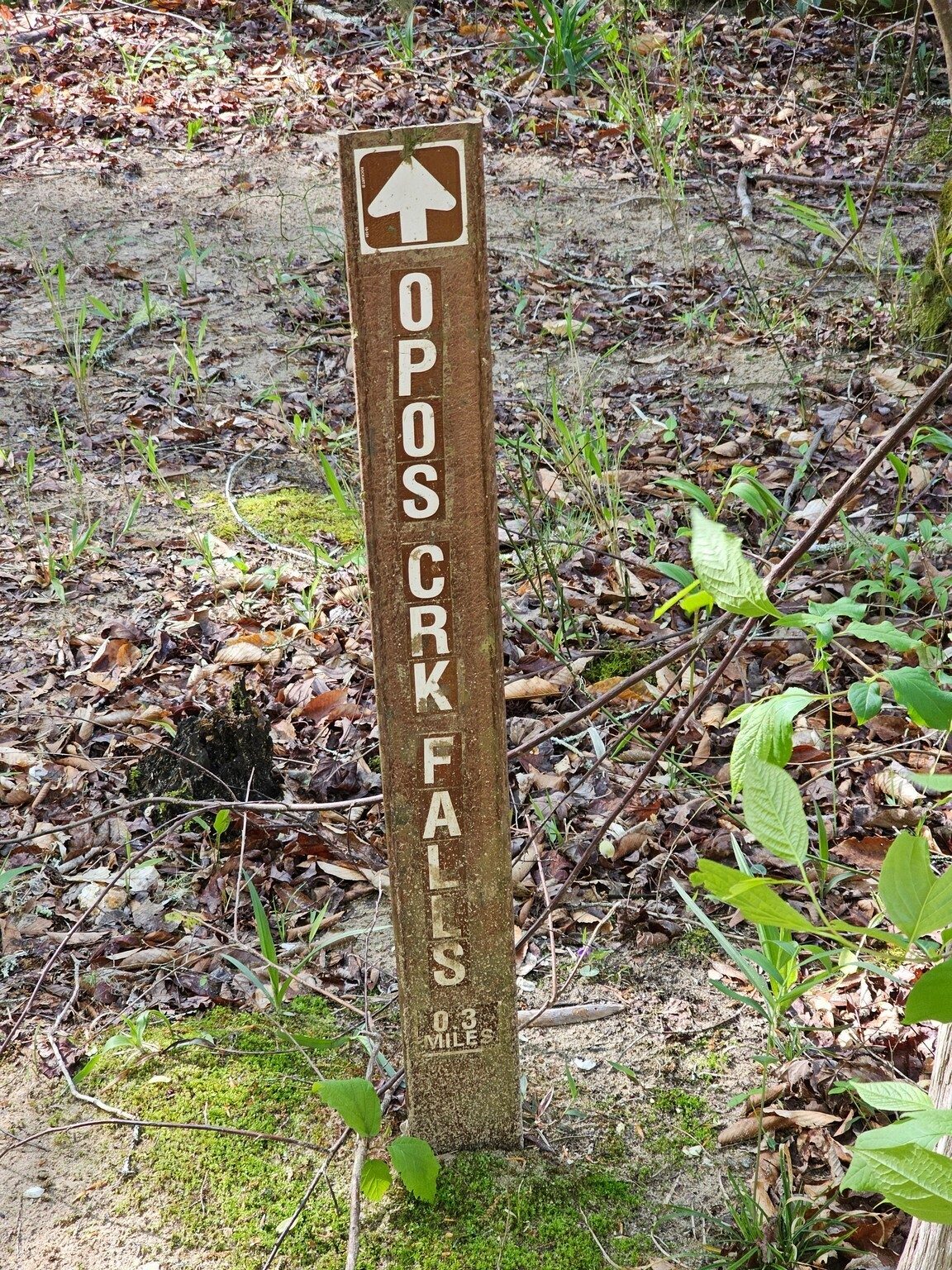 Headed up to Opossum Creek Falls
