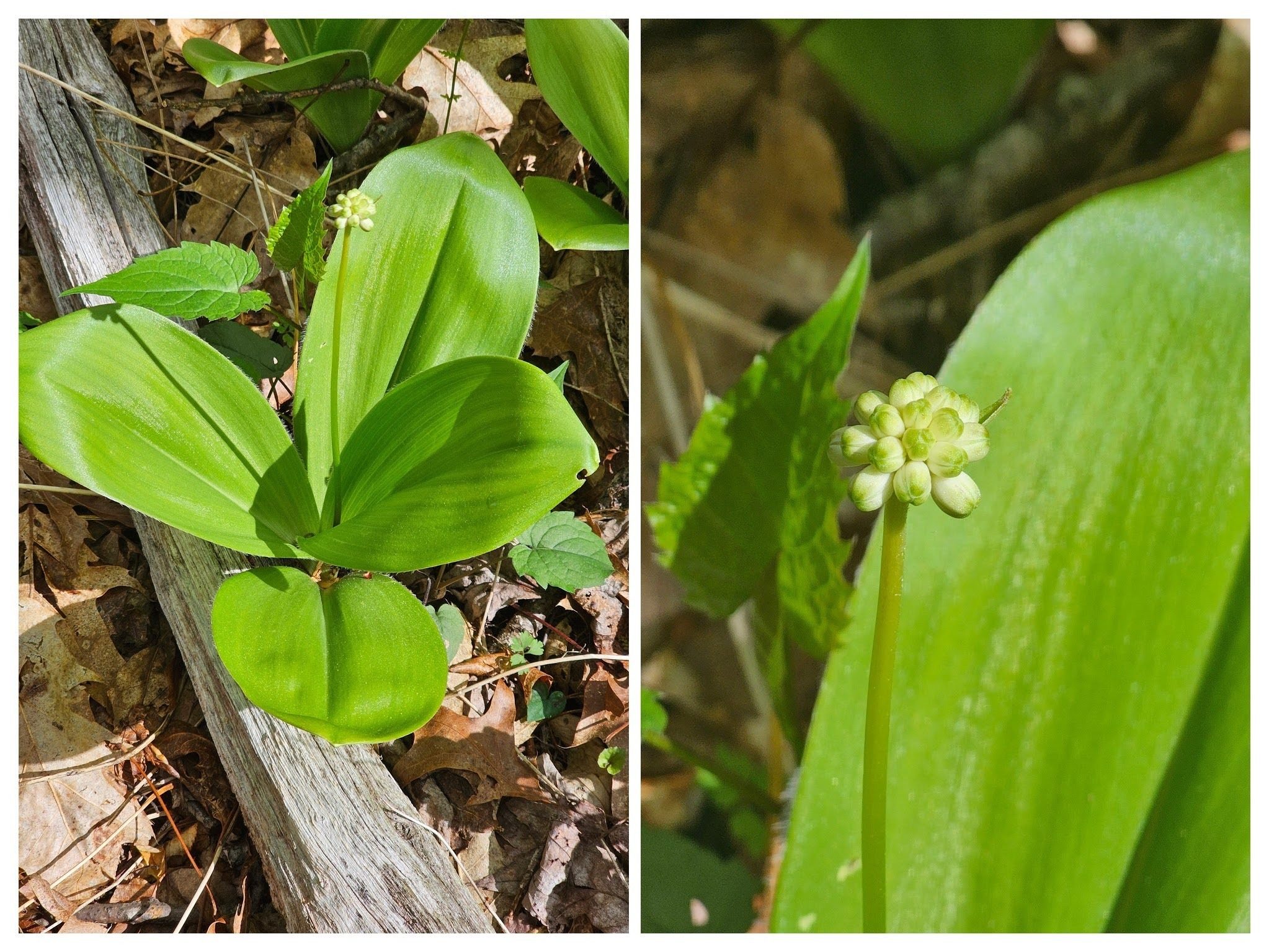 The only almost blooming Clintonia we saw today.