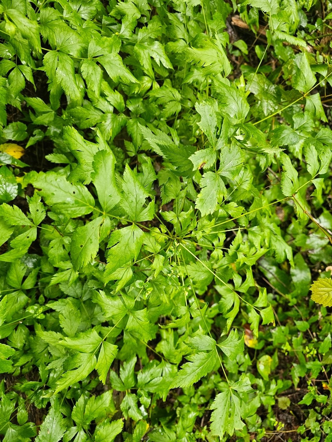 No  flowers, but this Yellow Root caught the attention of Evelyn Hoult, a new hiker with us today.