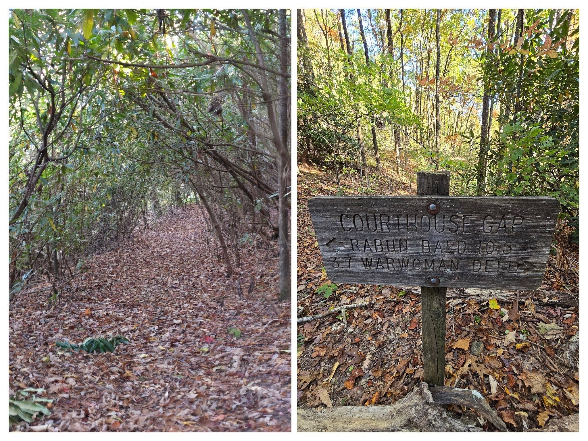 We joined the Bartram Trail at 0.8 miles into our hike and passed through a Rhododendron tunnel. Photos by Jane Voss.