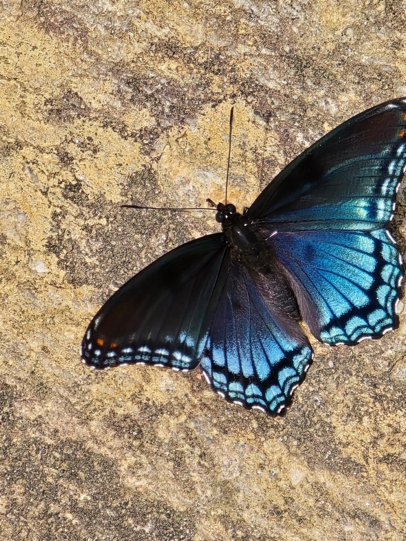Jane Voss took this photo of a Red-spotted purple butterfly that lighted around Stonewall Falls.
