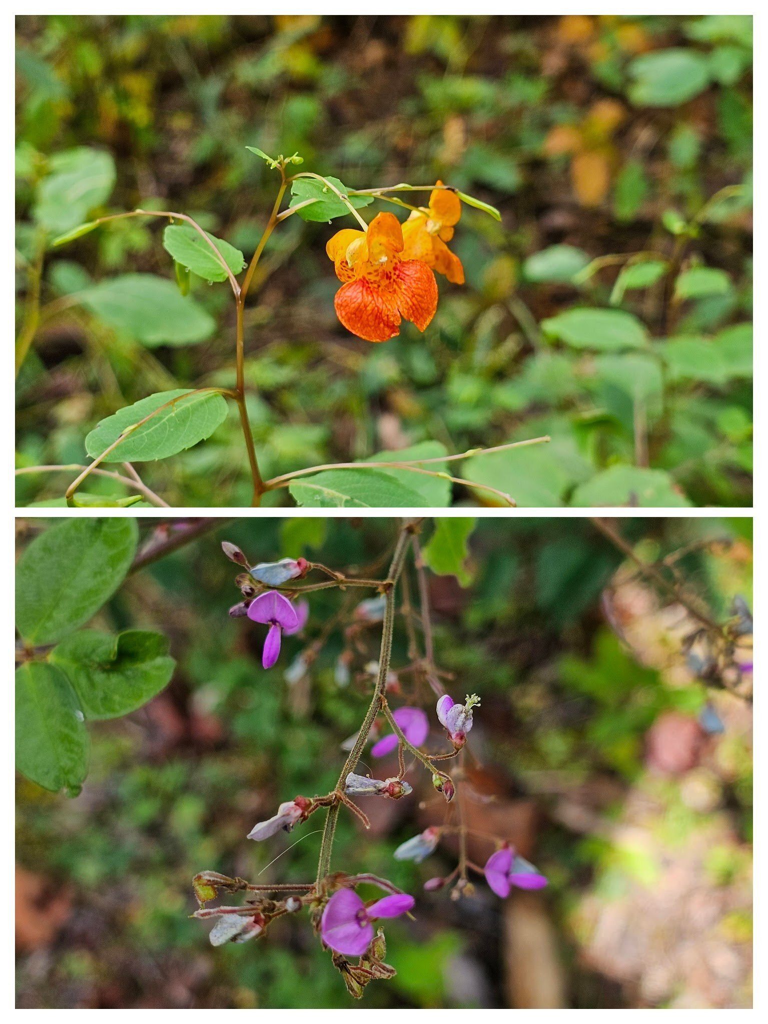 Jewelweed (top) and Panicled tick-clover (bottom) as we returned to the trailhead.