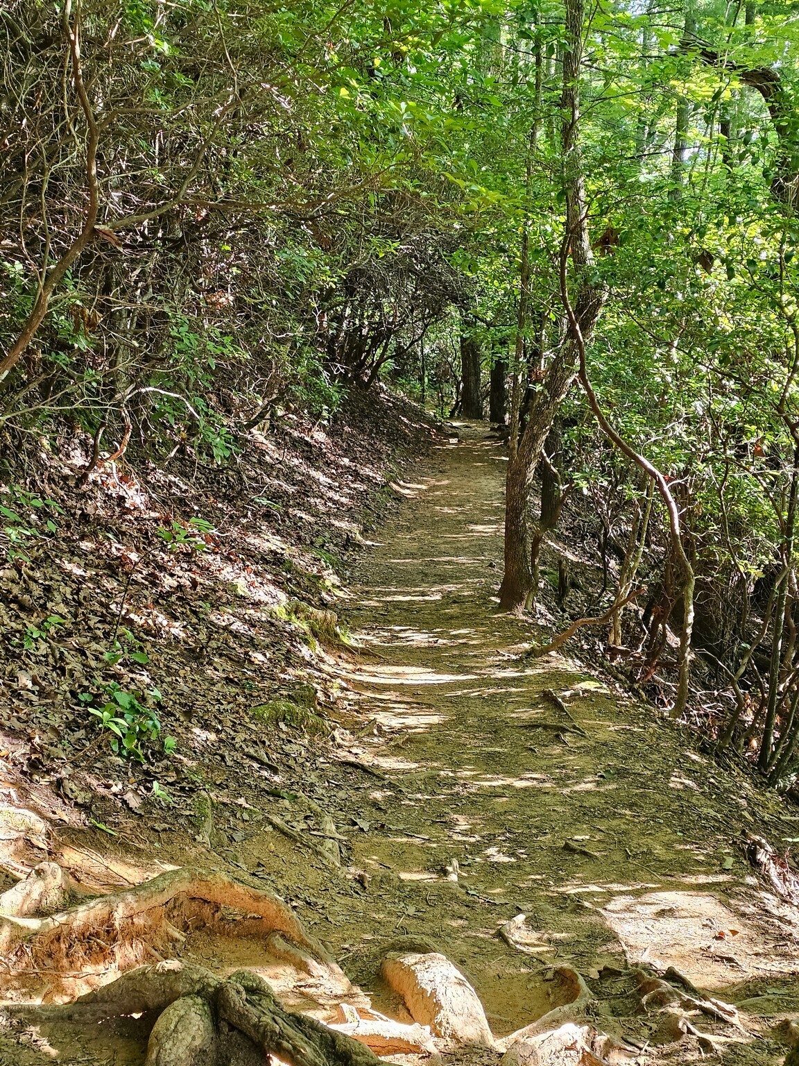 The upper part of the trail is fairly nice, but . . . .