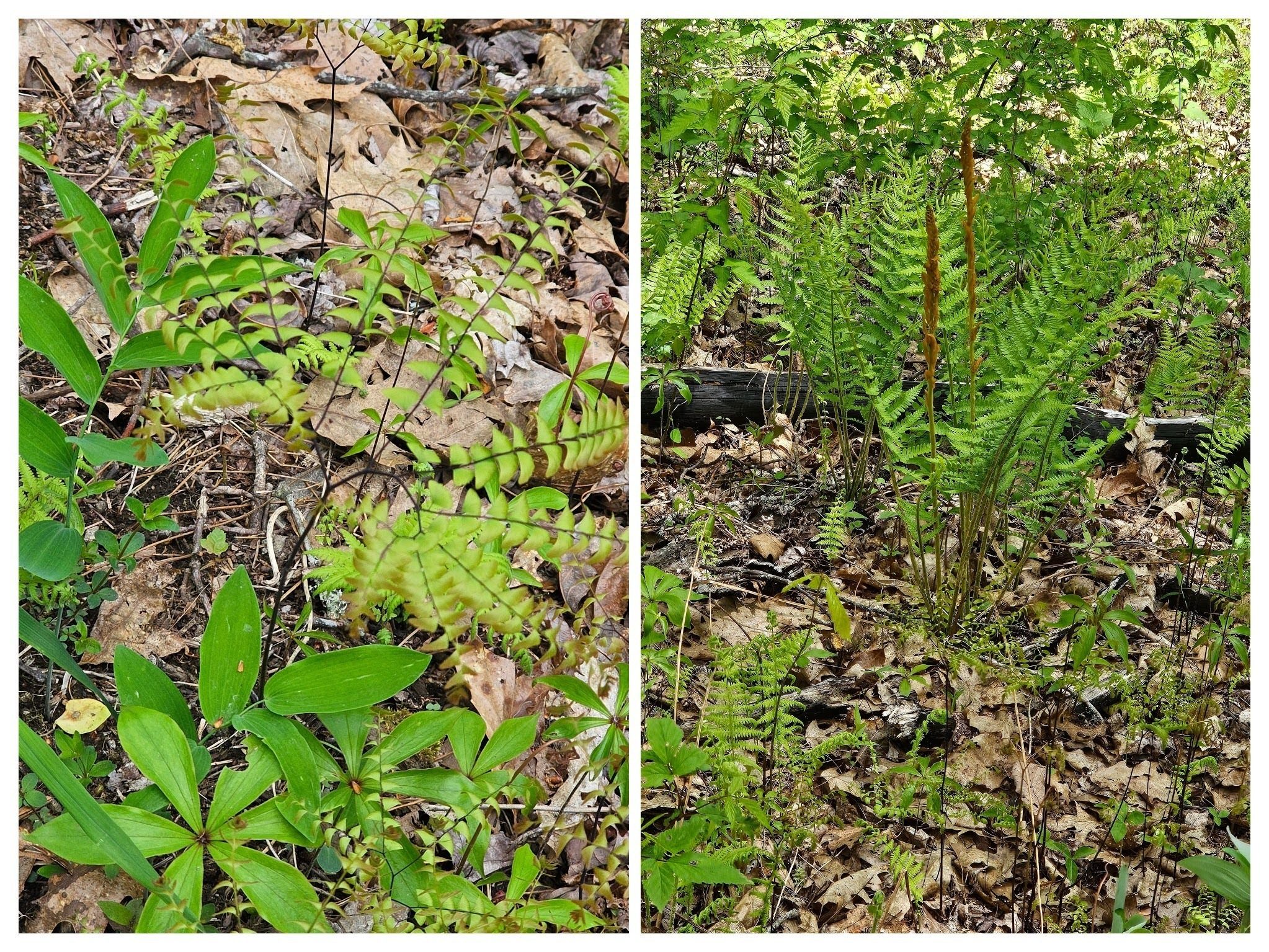 A surprise find on the hillside as we neared the end of our hike:  Maidenhair fern and Cinnamon fern.