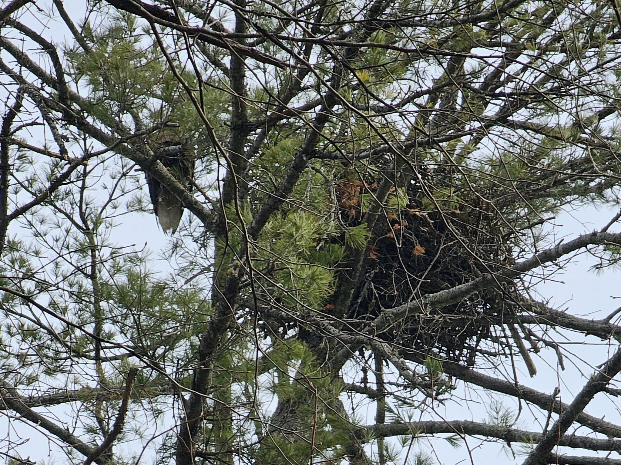 A different view of the eagle and the nest in the top of a pine.