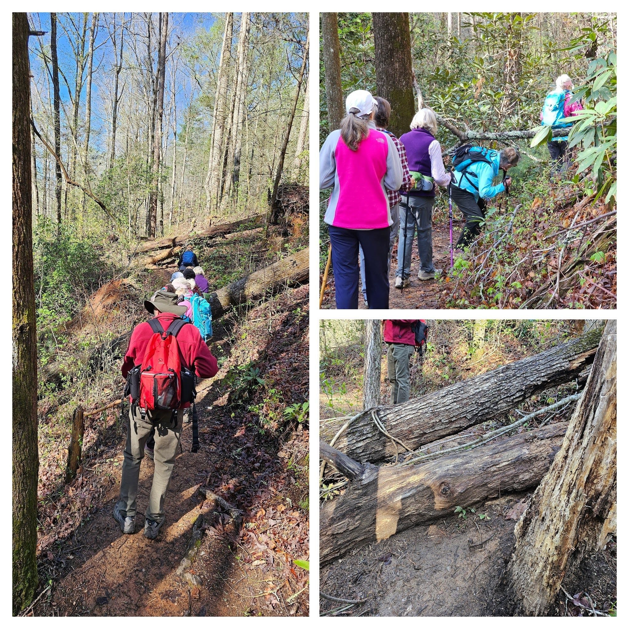 Some of the several blowdowns along the lower half of this trail.