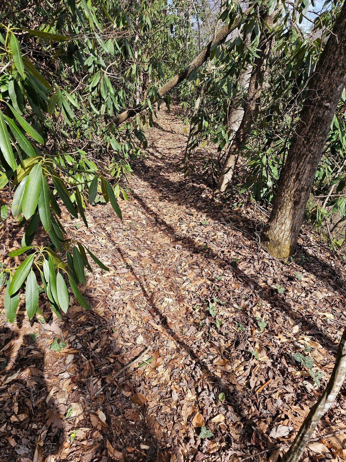 However, the last mile of the hike is through a very nice, easy on the feet, pine bedded trail, sometimes through Rhododendron tunnels.