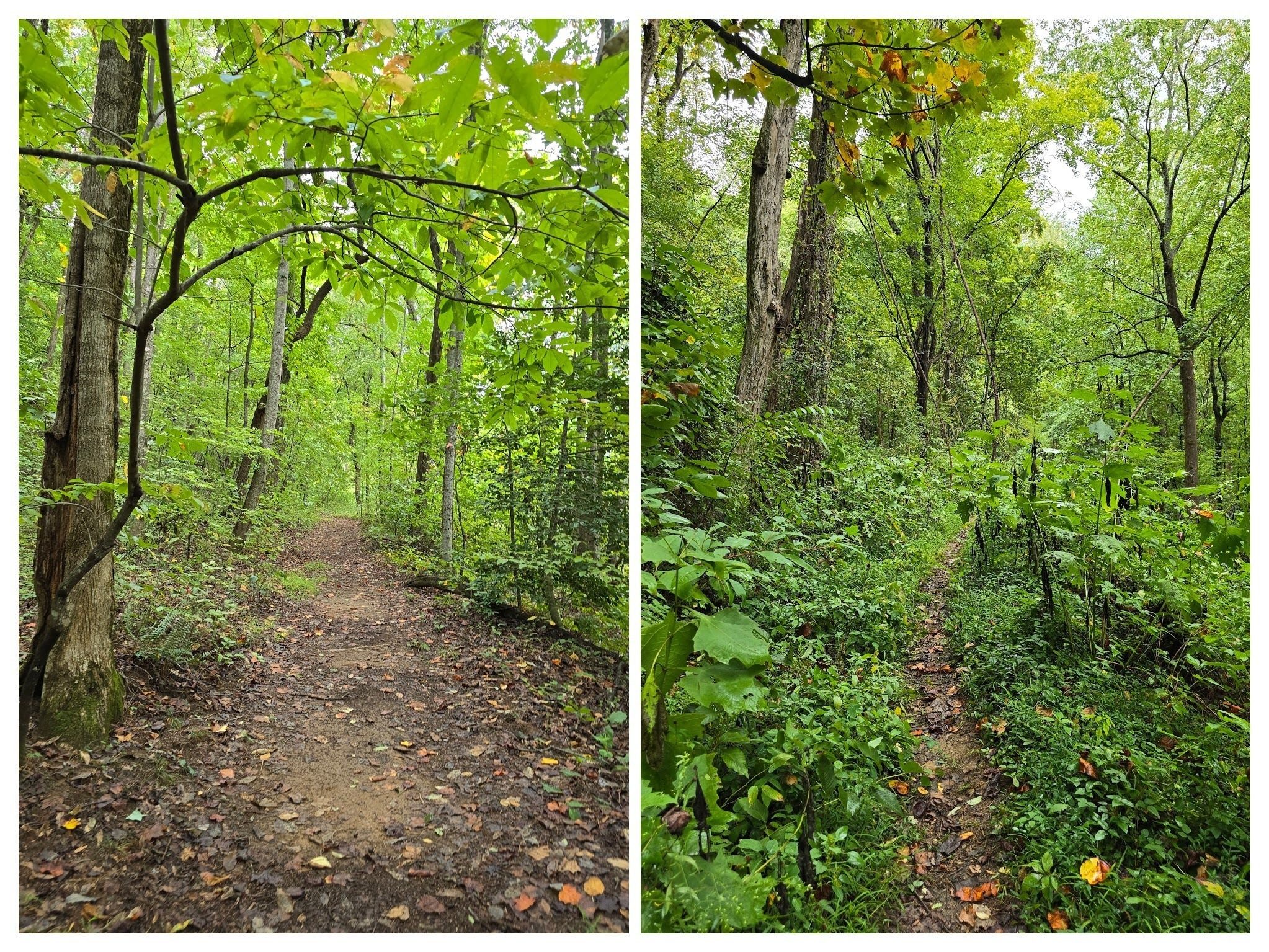 This trail is quite nice with just bit of overgrowth in a couple of places. Photo by Jane Voss.