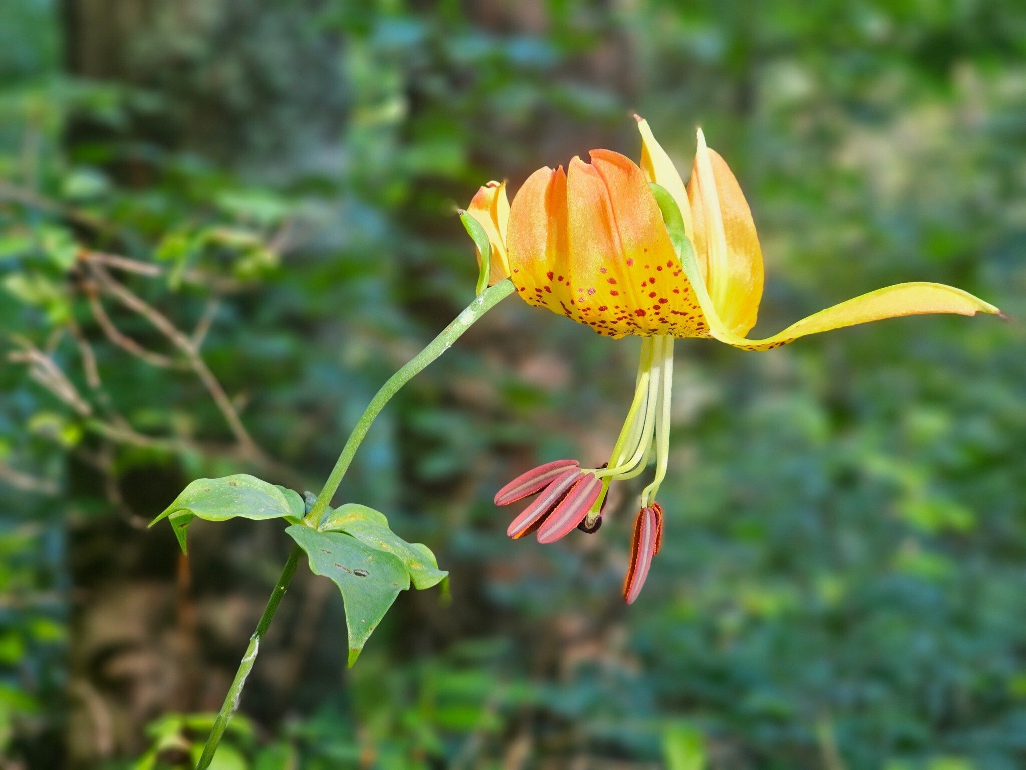A Carolina Lily that most of our hikers walked past without noticing.