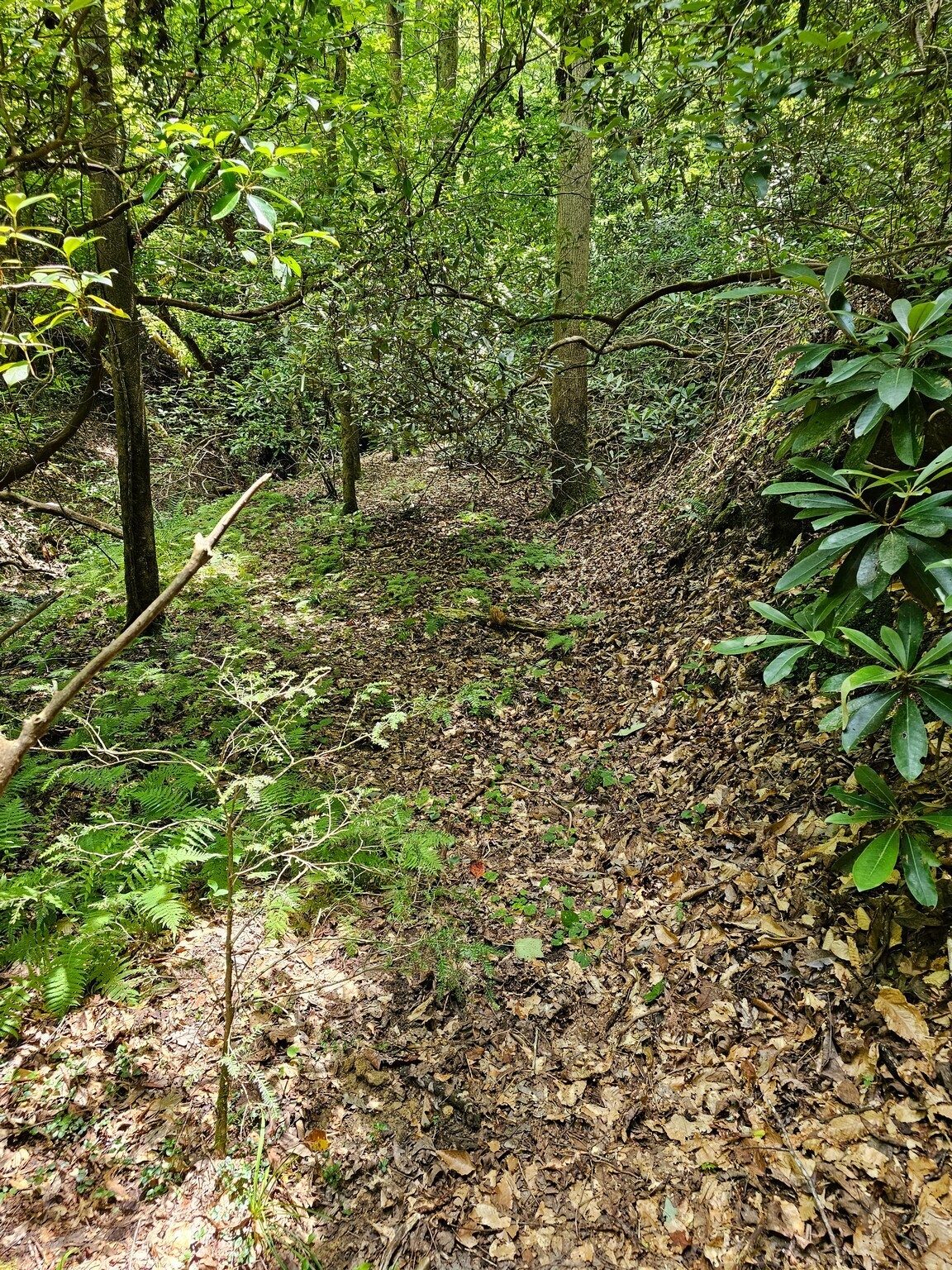 On our way back on an old logging road, but still overgrown with numerous blowdowns.