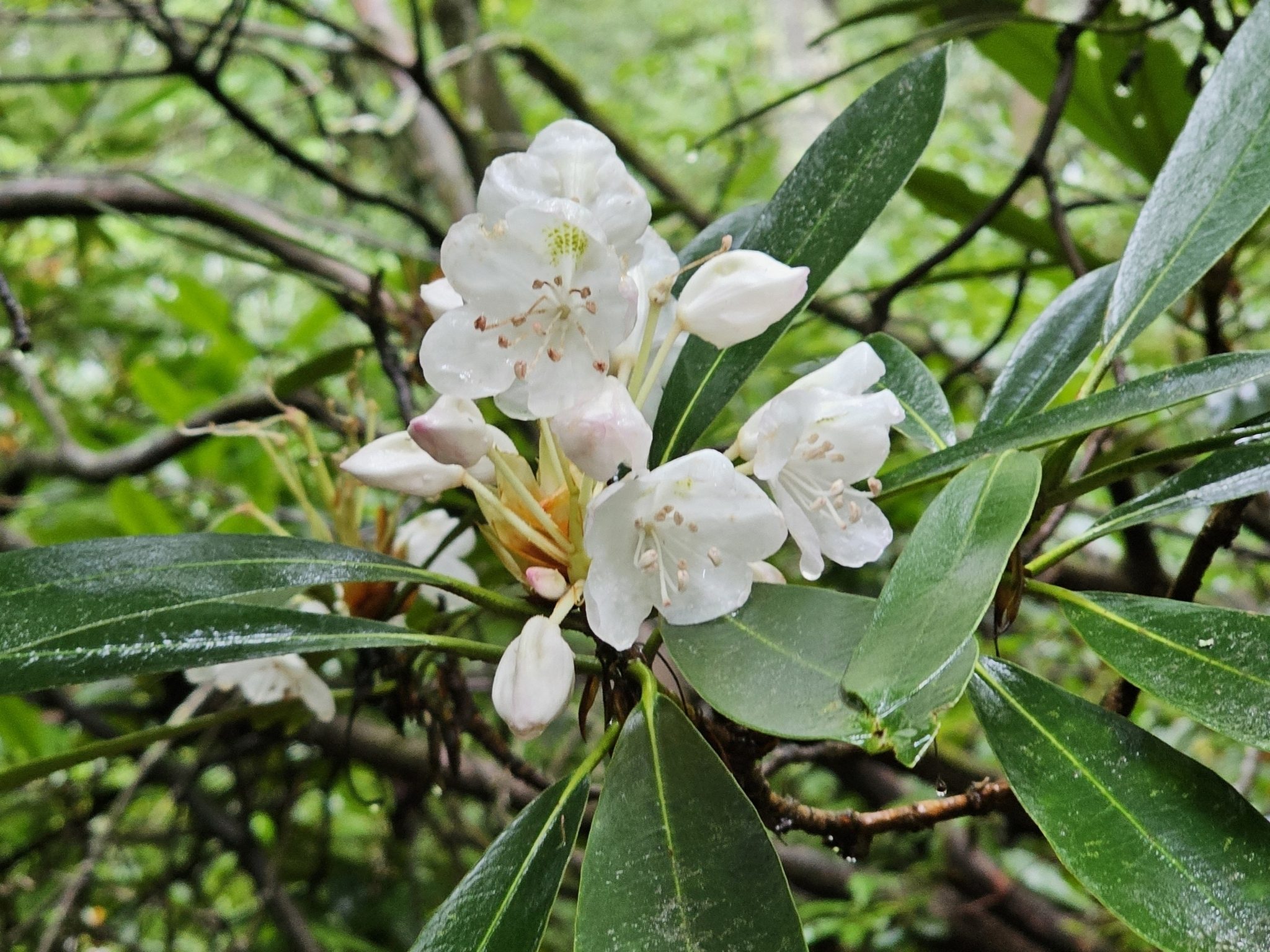 Amazing to see an occasional Rhododendron still in bloom.