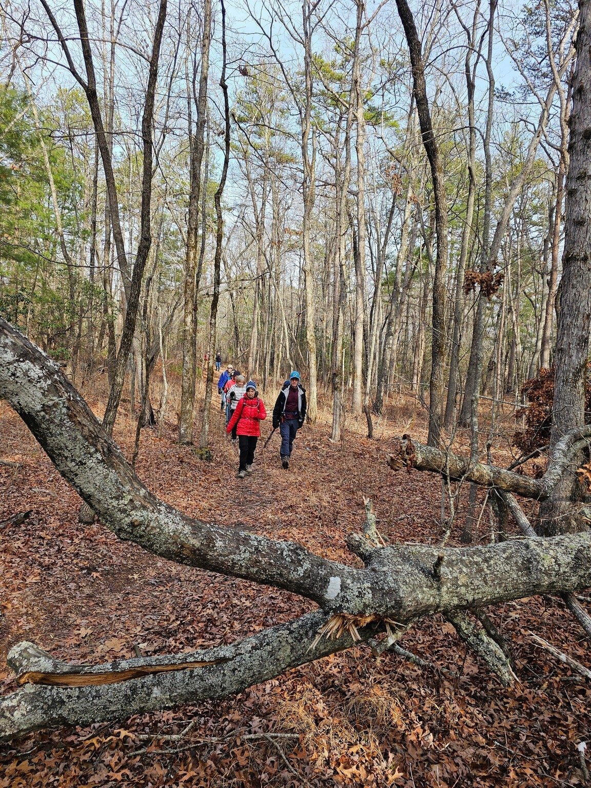 Nice trail surface and one of the few blowdowns along our hike.