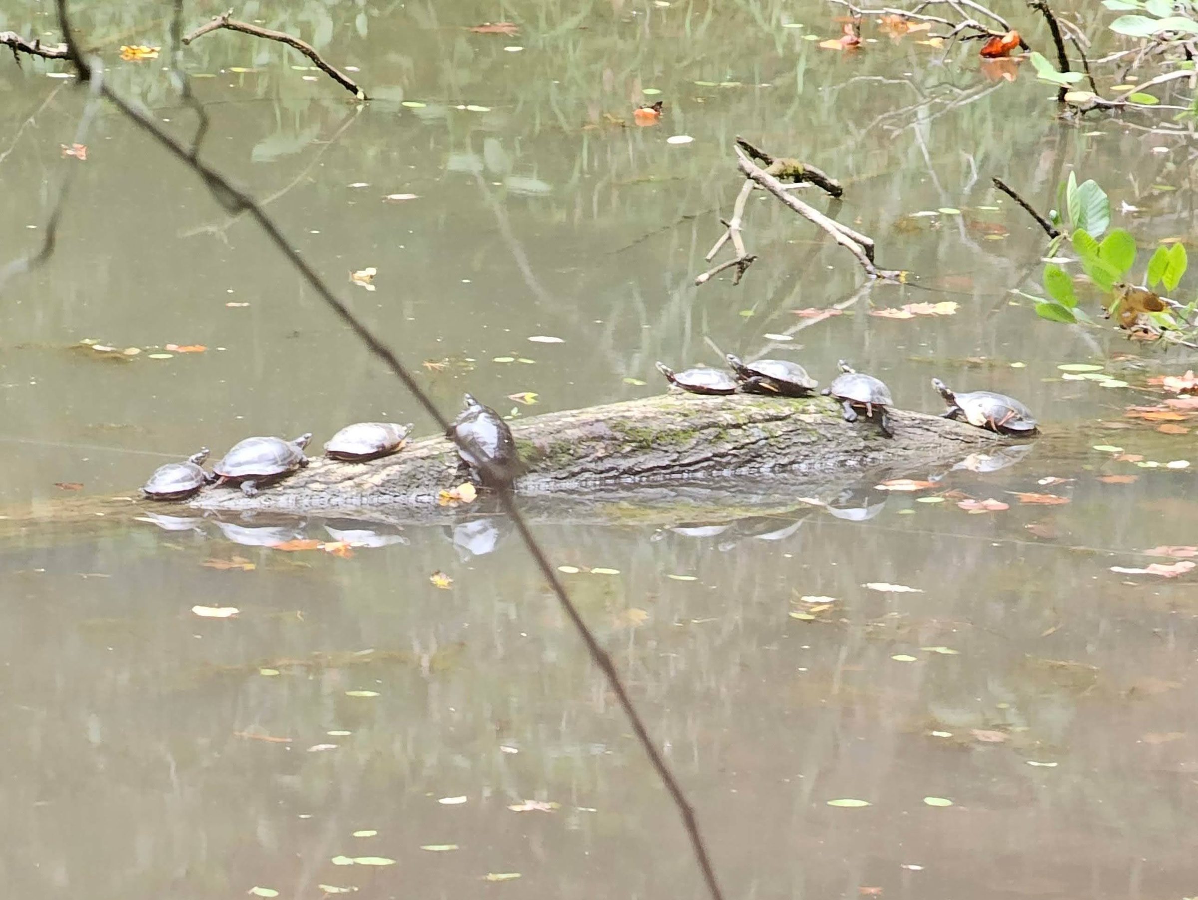 A group of turtles sunning on a log as we finish the hike.