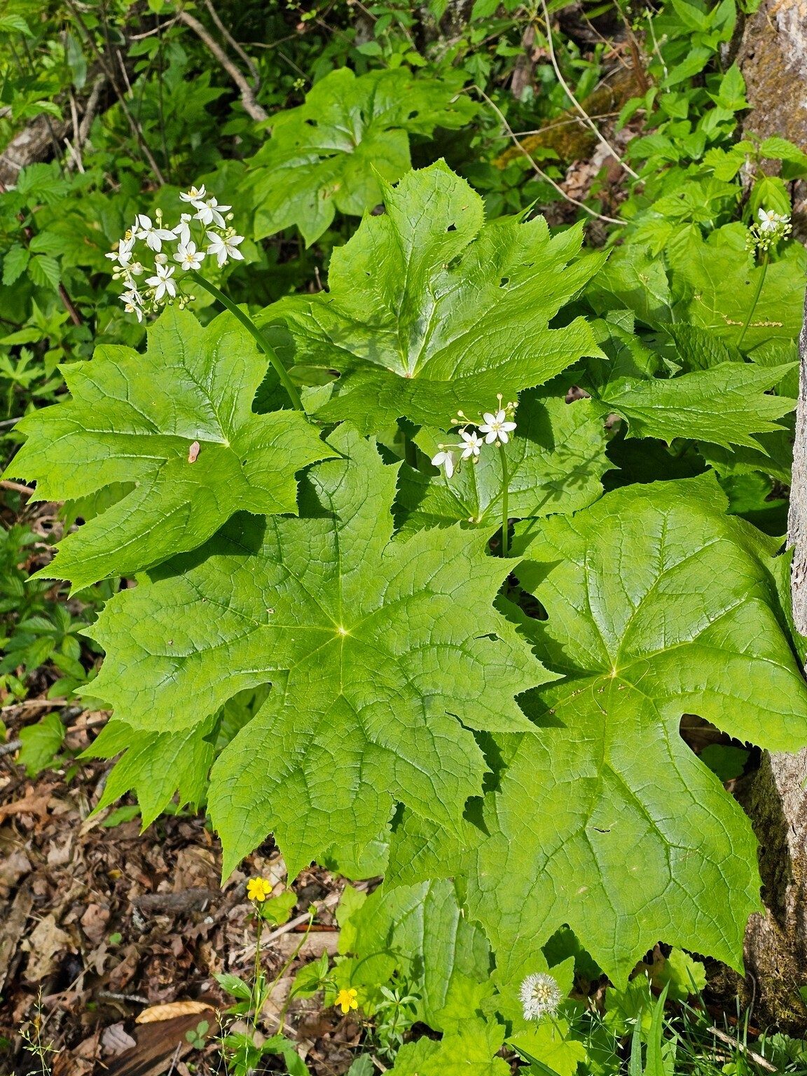 We saw quite a number of Umbrella leaf today, but few in bloom.