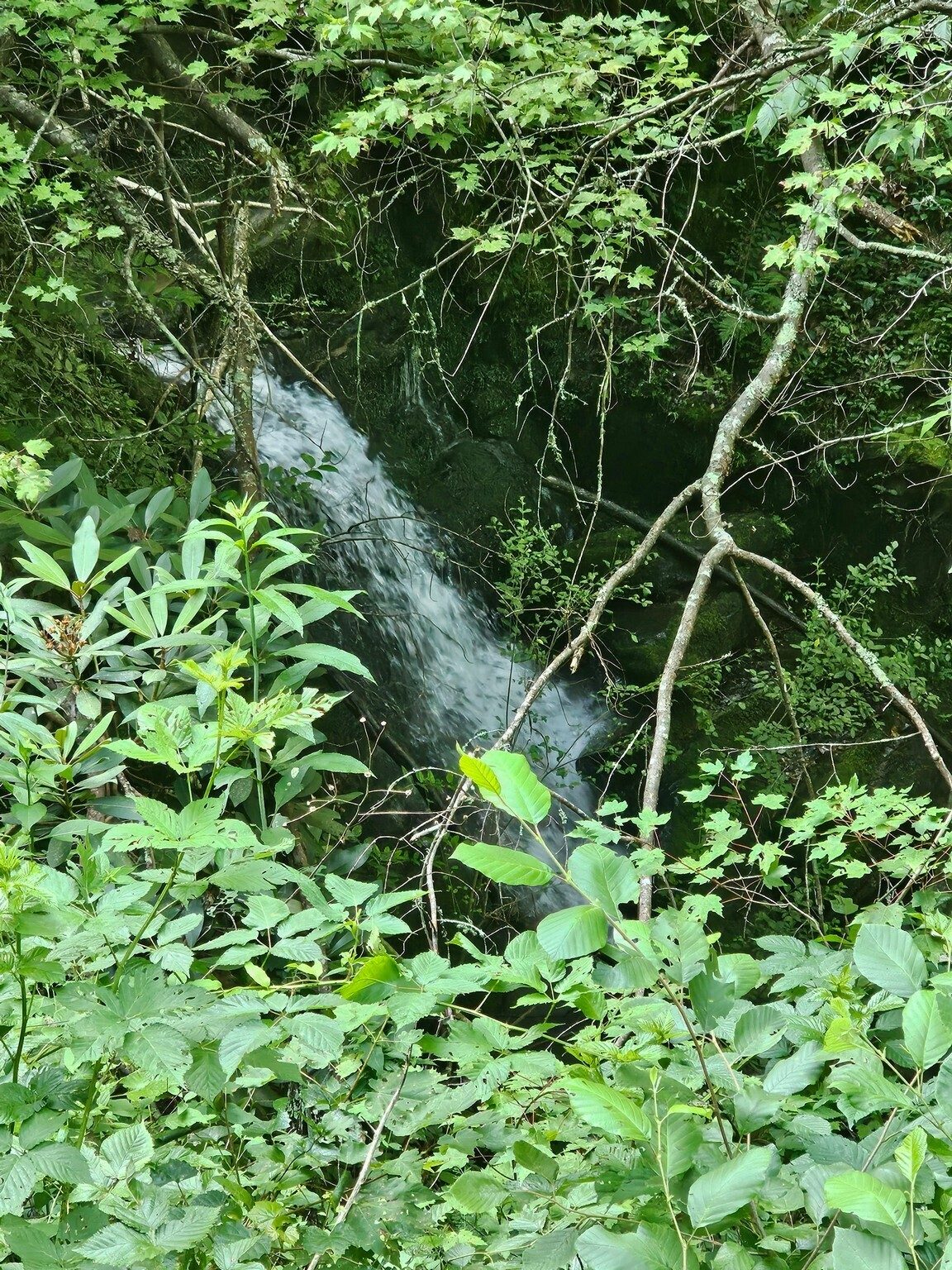 Next stop was Sharp Rock Falls.  We didn't see a safe way down to it with the extensive overgrowth.