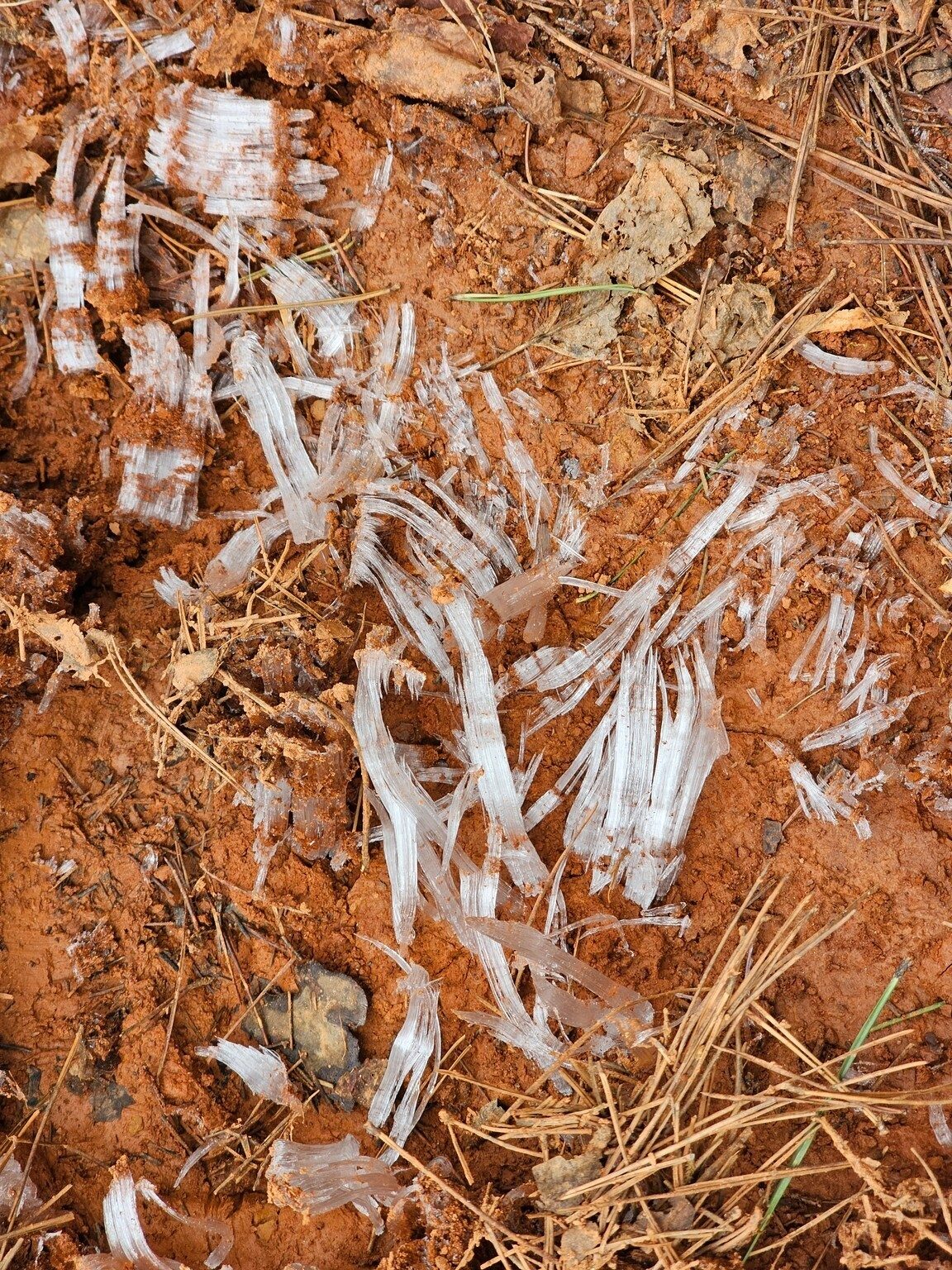 Ice needles. Yep, it was cold today.