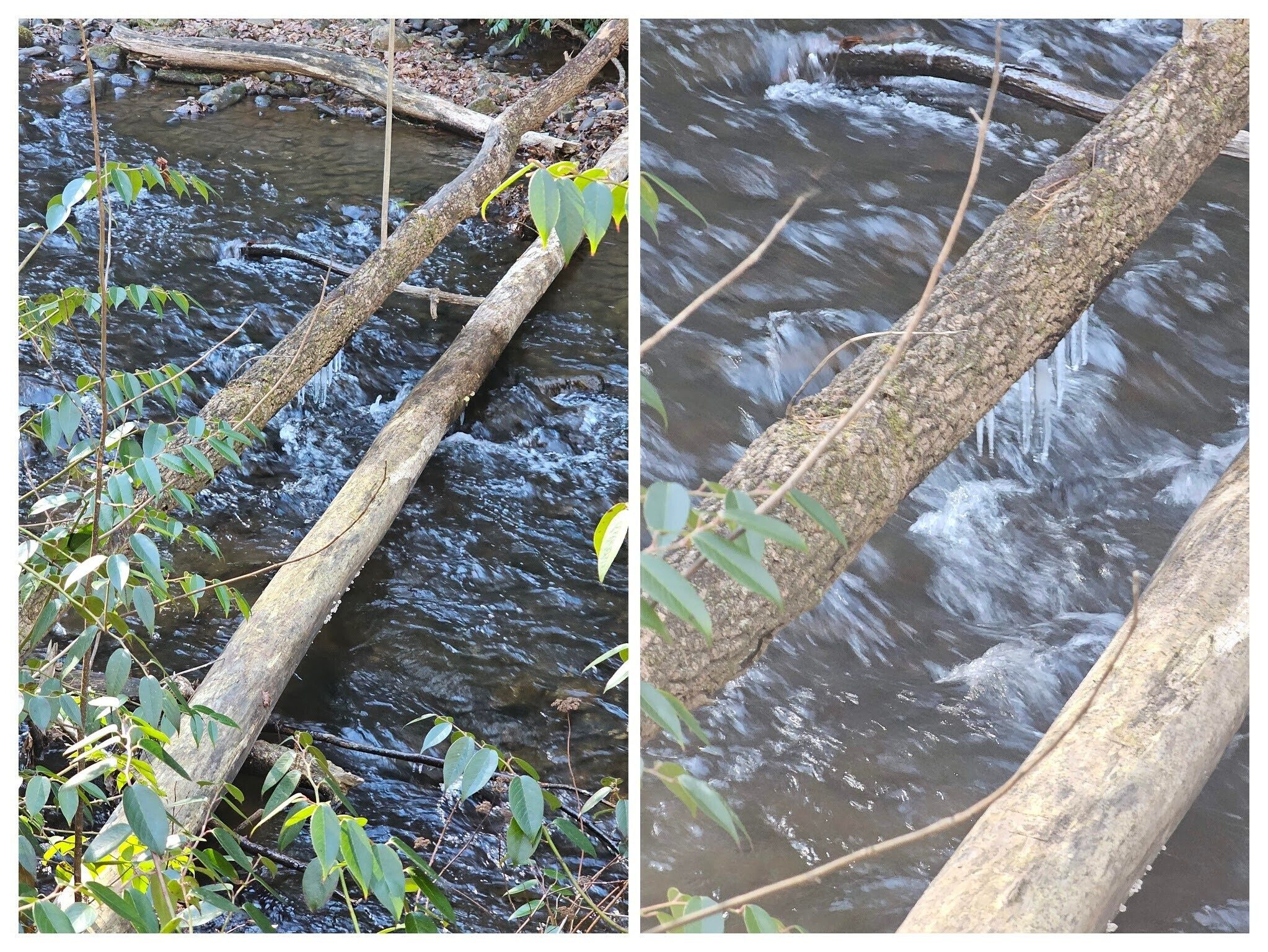 Beth McDonald spotted these icicles on a log over Smith Creek.