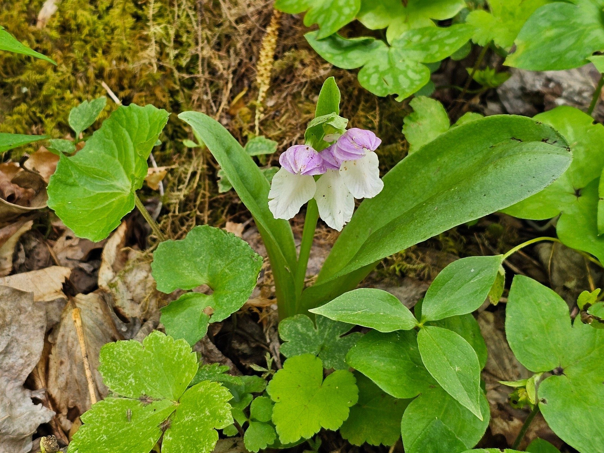 Lynn Steele spotted this Showy Orchis, one of several seen.