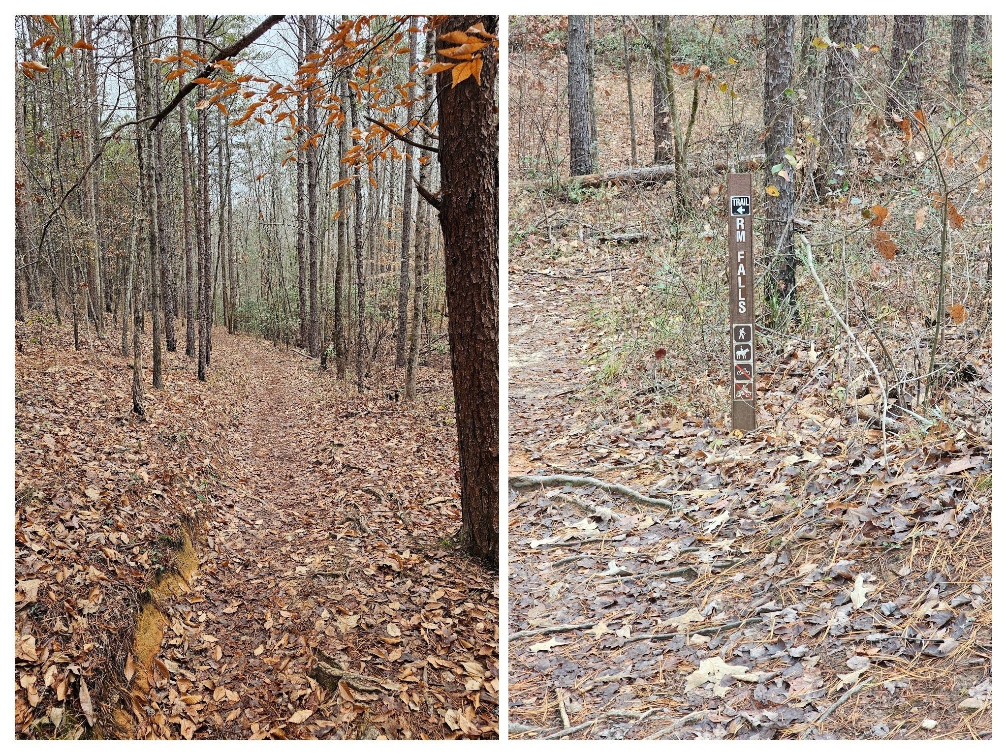 The official Riley Moore Falls trailhead and a very good trail to the falls.