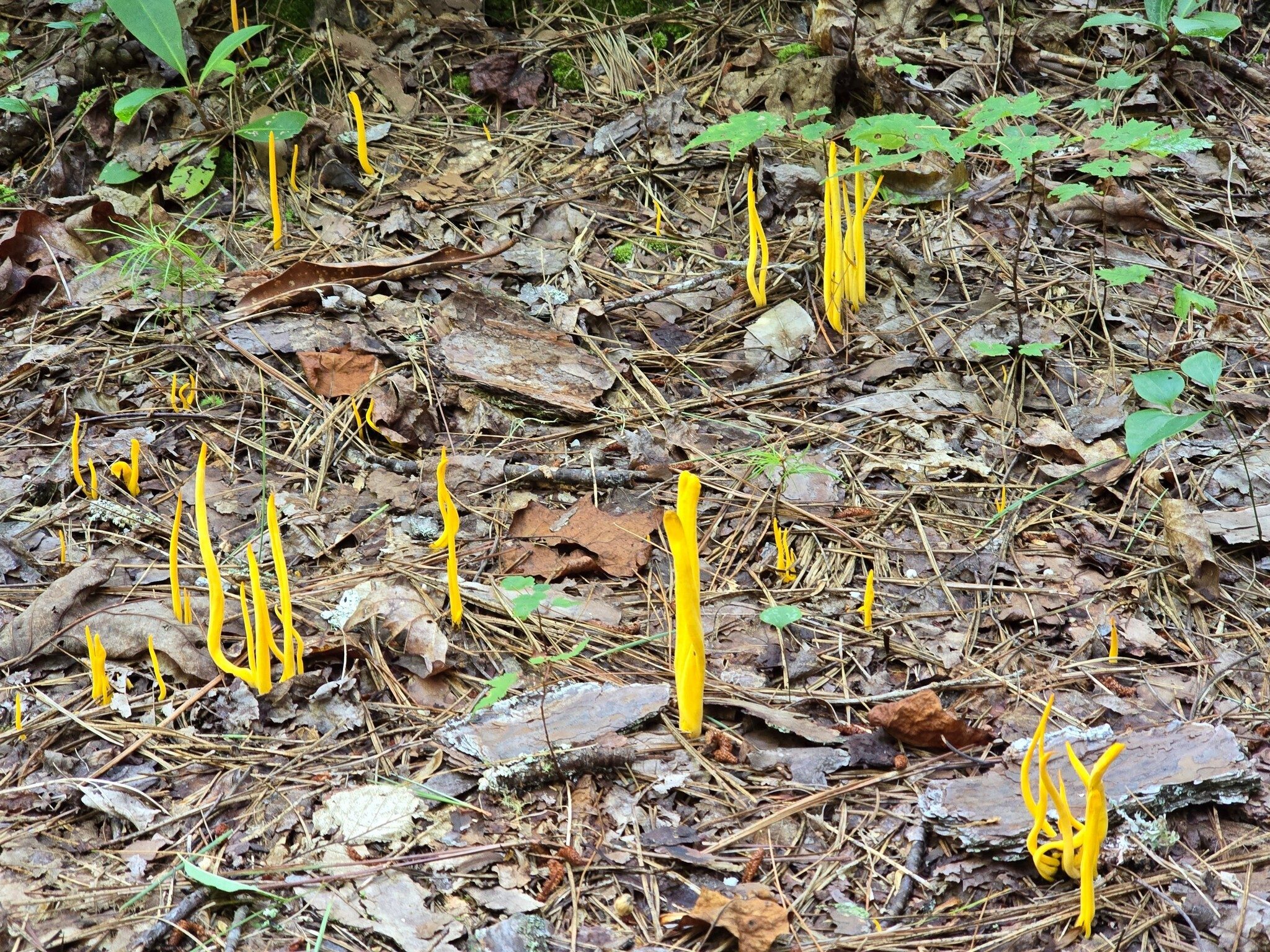 How about these "clusters of Golden Spindles (Clavulinopsis fusiformis), also known as spindle-shaped yellow coral or golden fairy spindles."  Photo by Jane Voss
