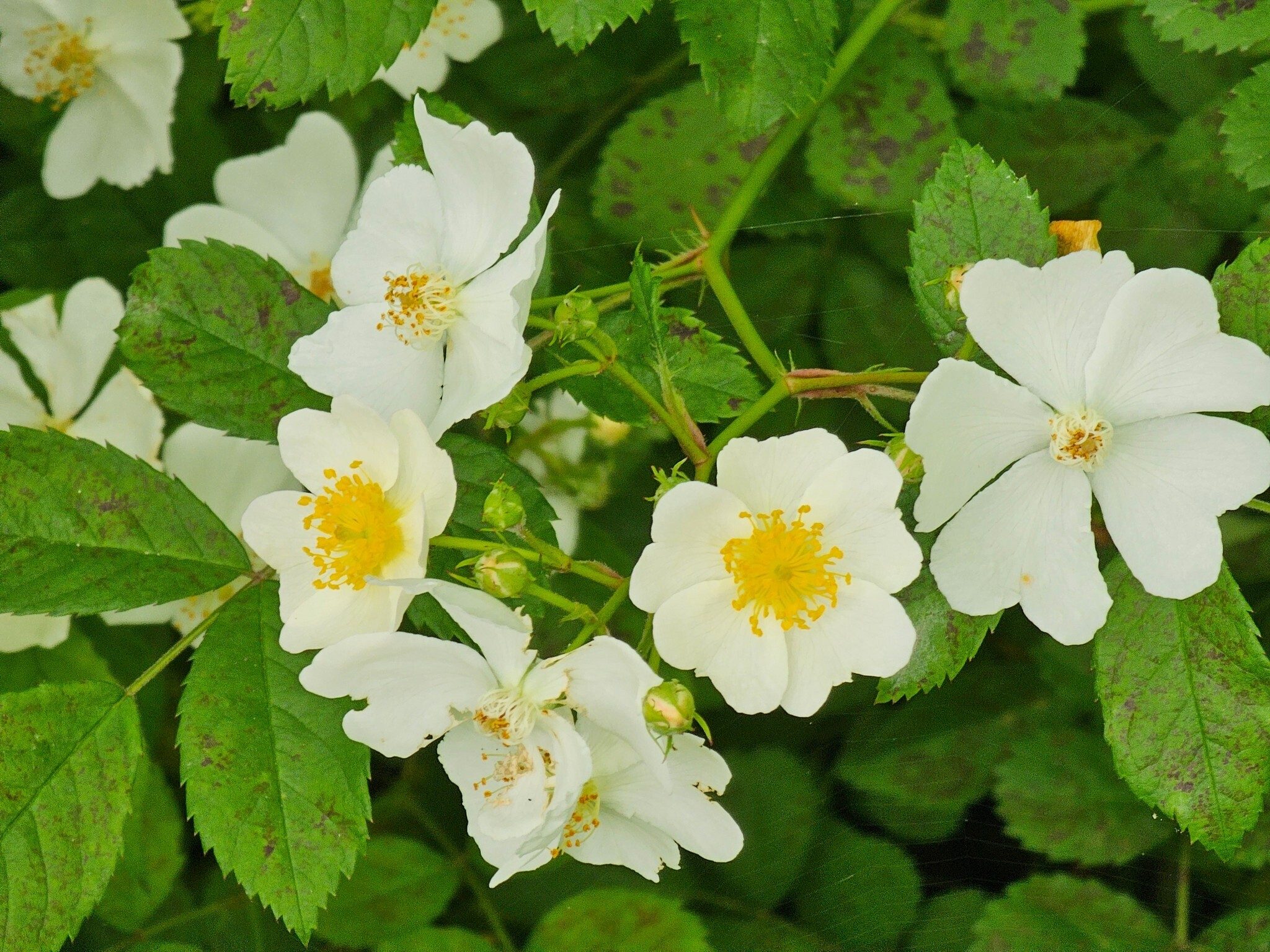 Found along the path to Whitewater Falls, this pretty Multiflora rose is  considered by many as an exotic invasive perennial.