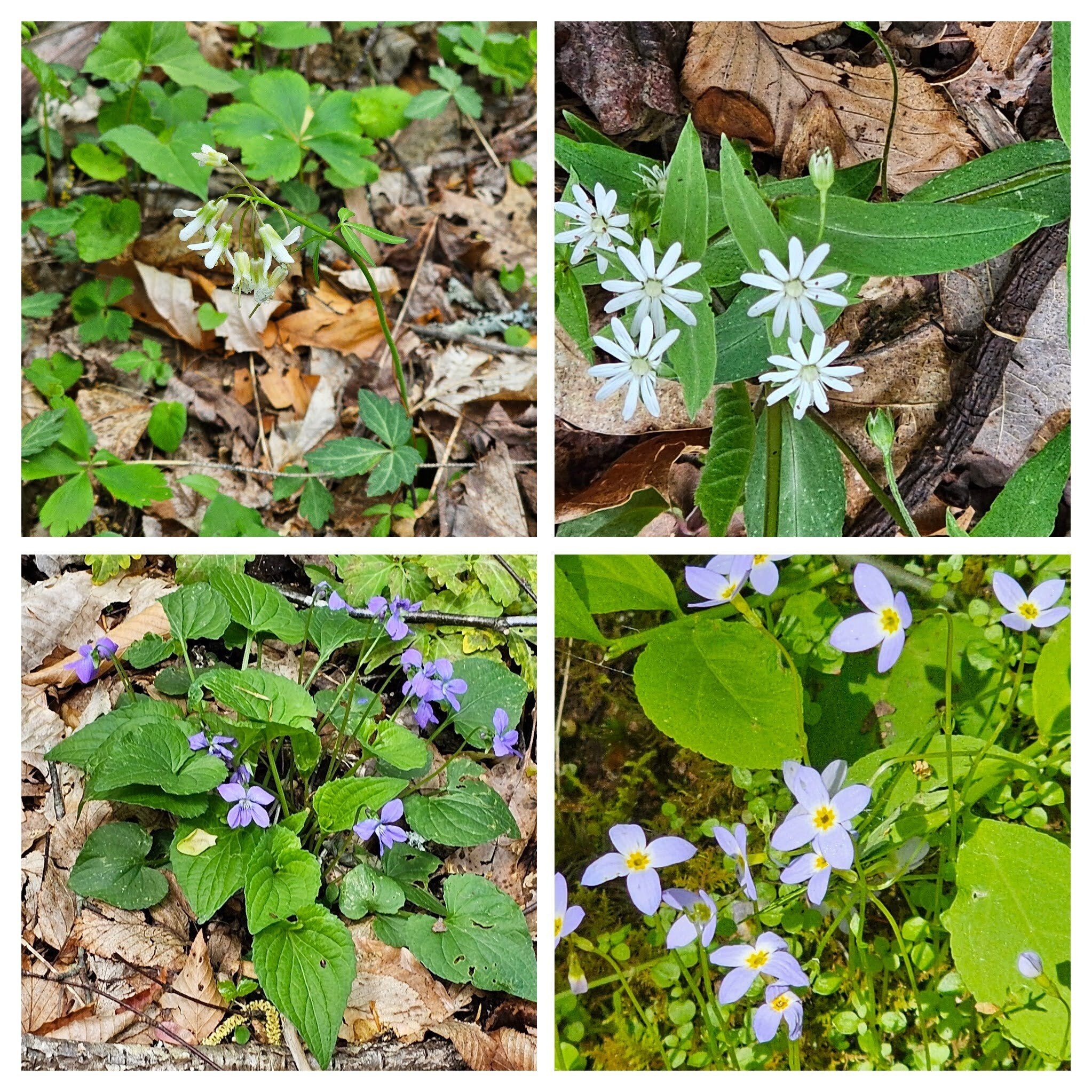 From 10 o'clock CW: Broadleaf toothwort, Star chickweed, Bluette, Common blue violet