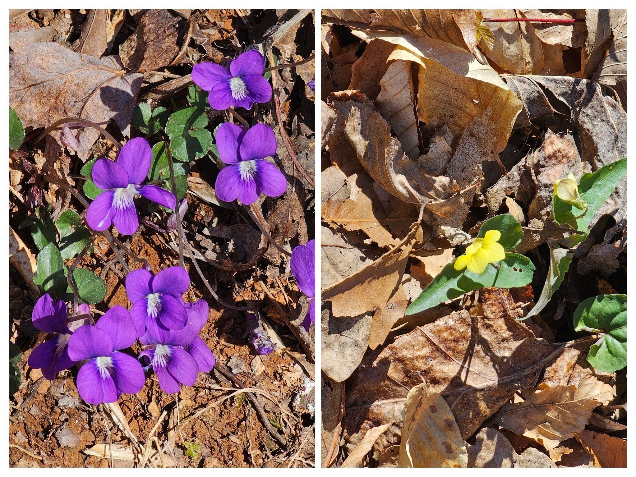 Common Blue and Halberd-leaved Violets