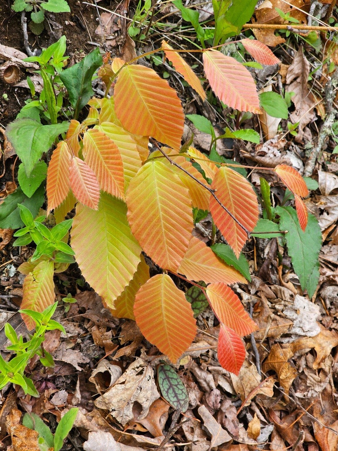 We walked through a colorful patch of newly sprouting American beech trees.