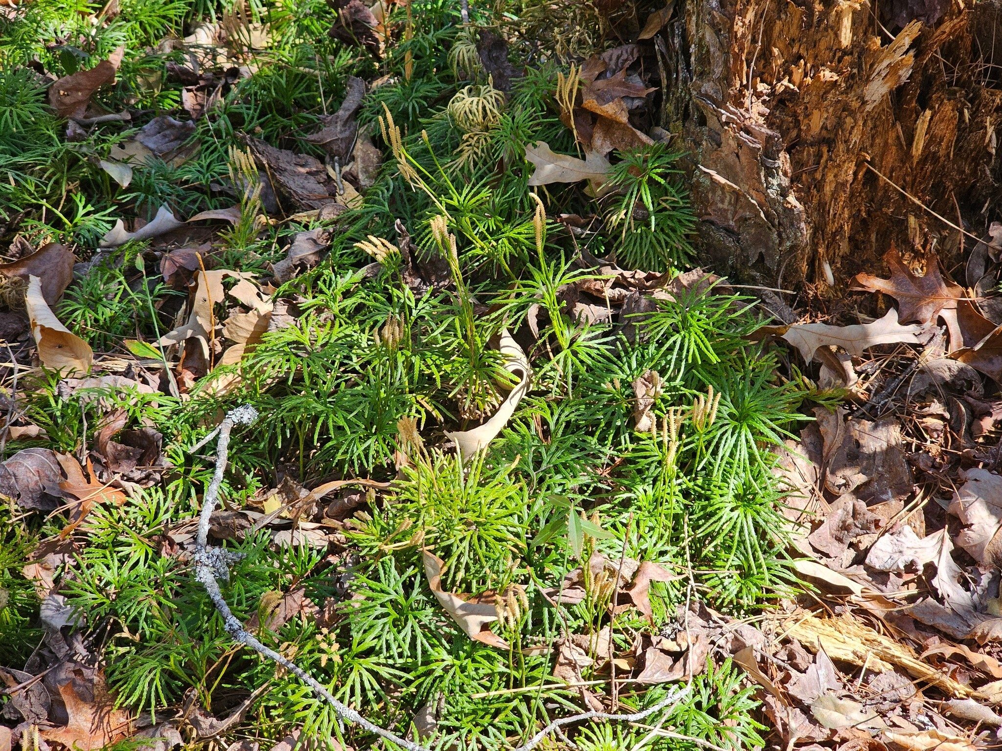 Always attractive  Ground Cedar or Fan Clubmoss.